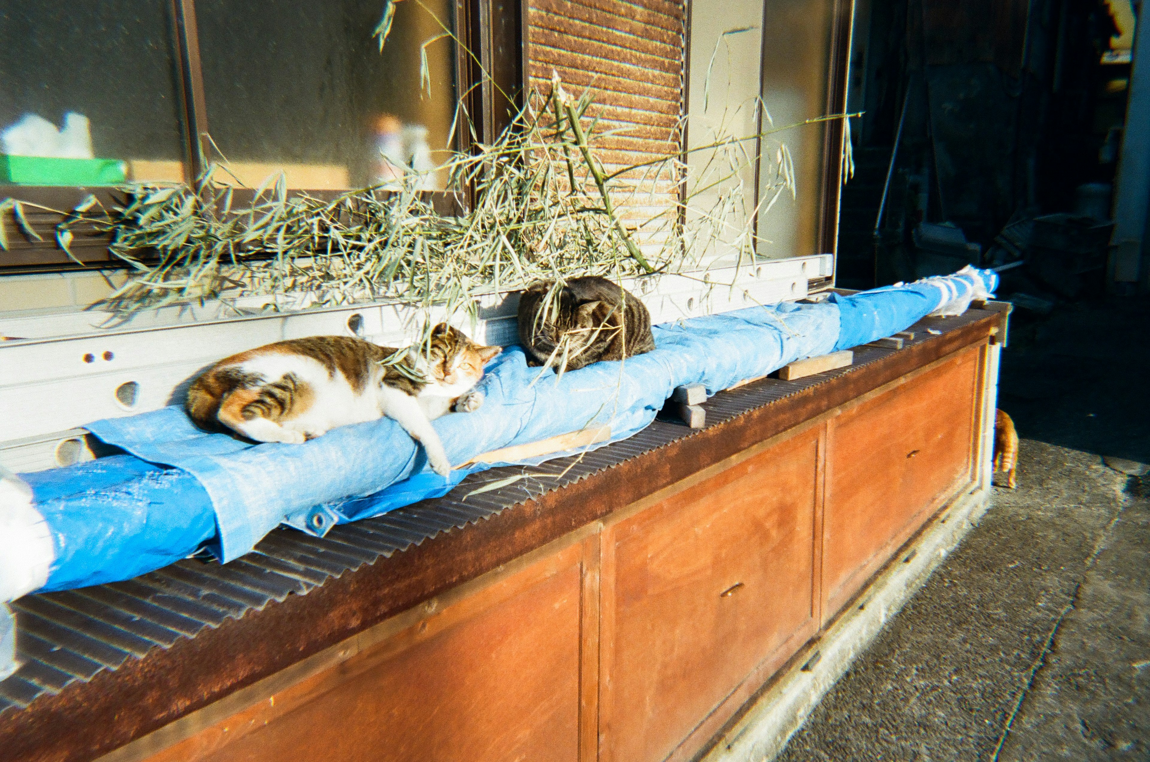 Deux chats se prélassant sur un tissu bleu dans un cadre rustique