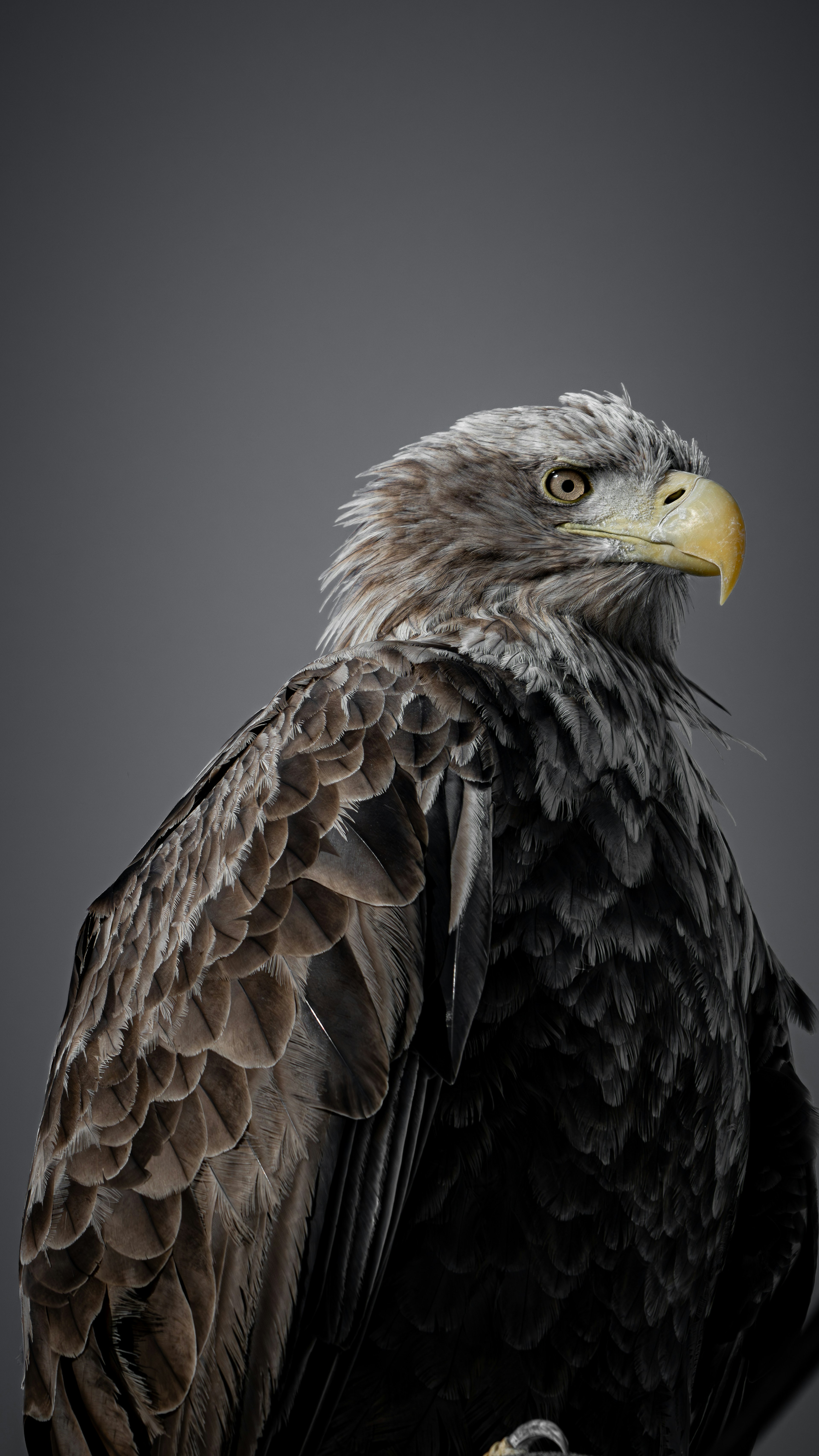 Close-up photo of an eagle against a gray background