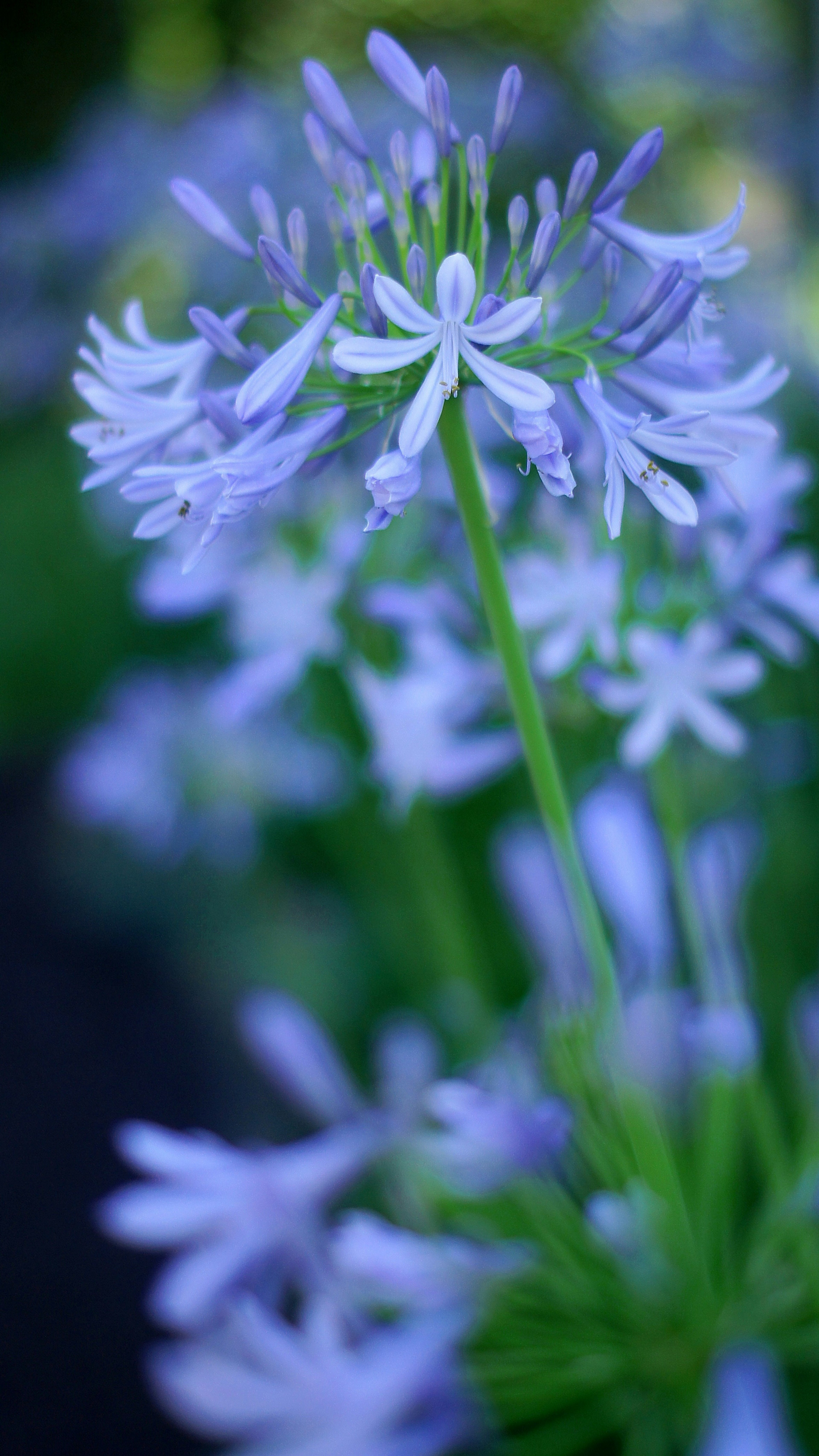 淡い紫色の花が咲く植物のクローズアップ写真