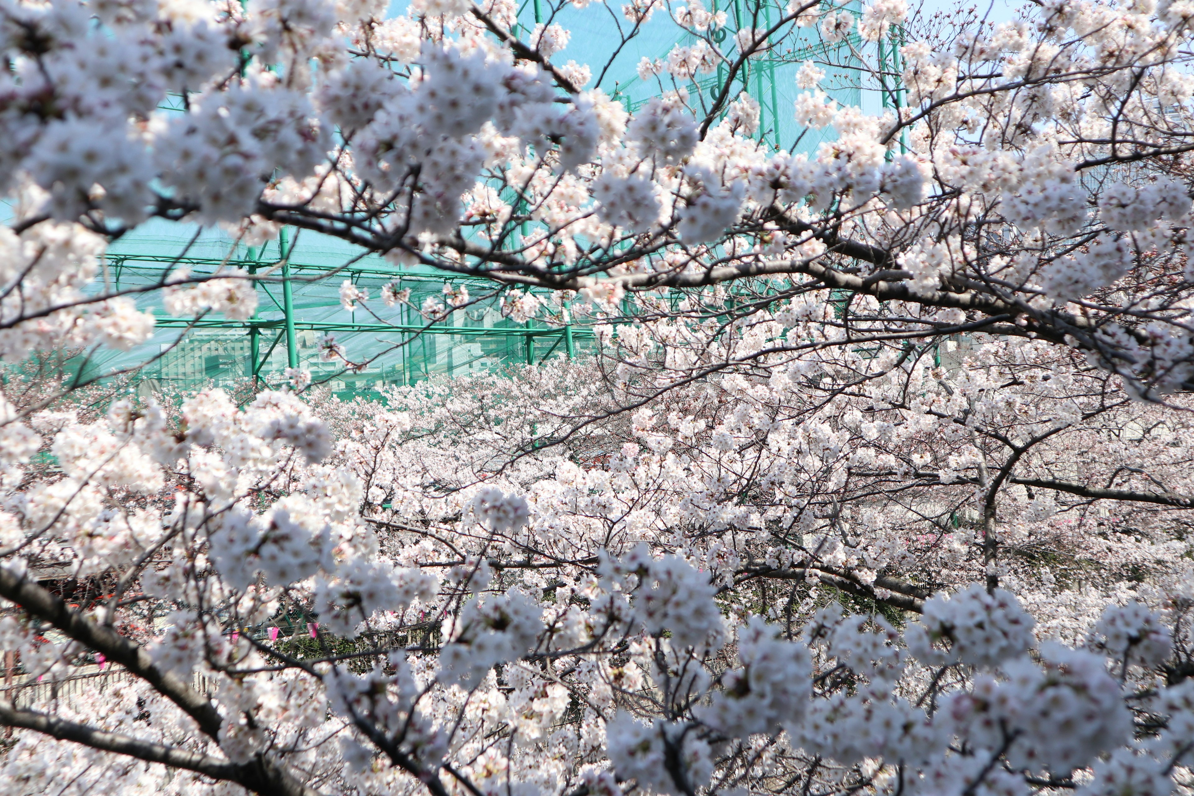 Pemandangan indah pohon sakura yang sedang mekar di latar belakang langit biru