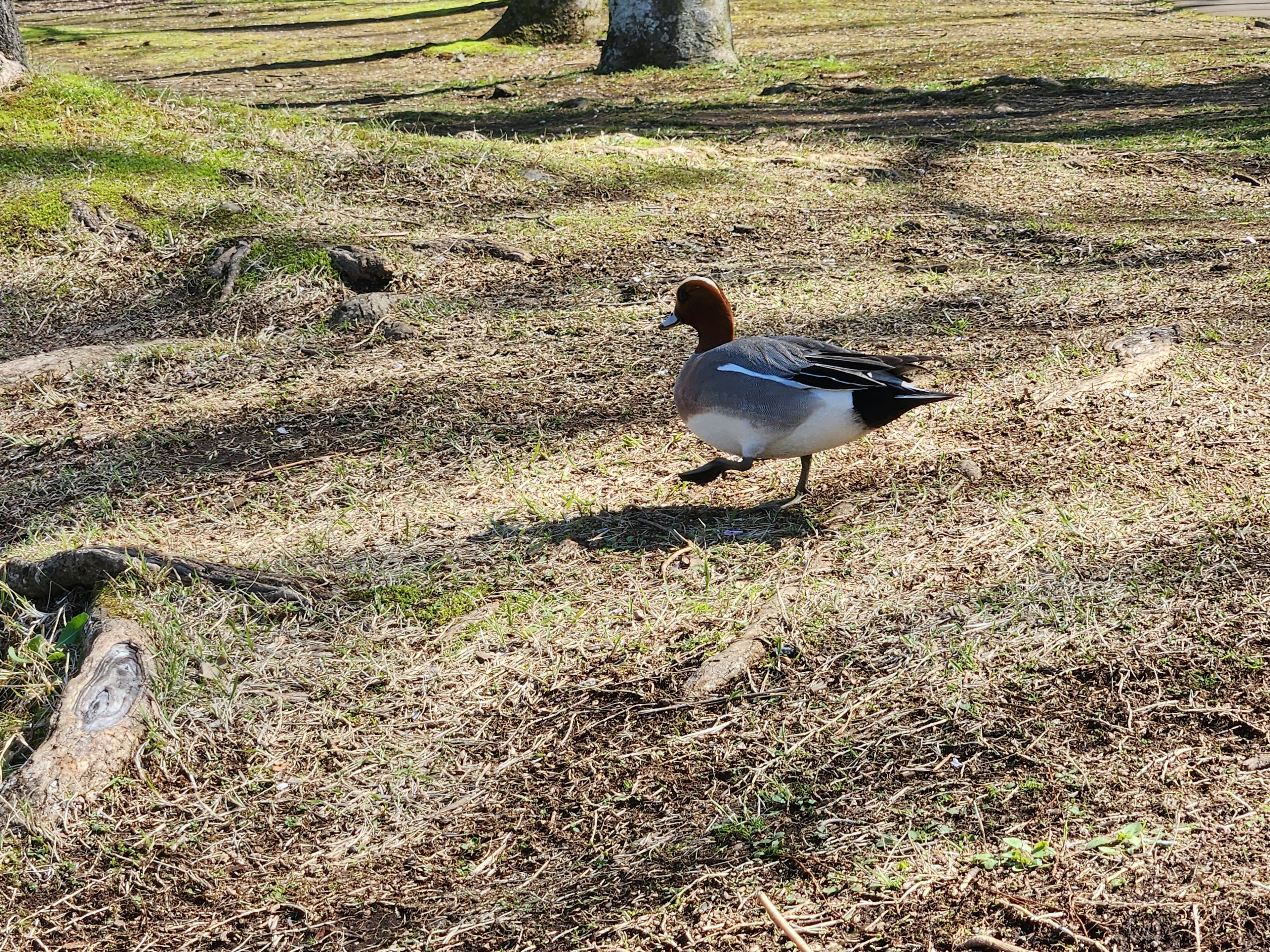 Eine männliche Mandarinente, die auf dem Gras läuft und ihr buntes Gefieder und die natürliche Umgebung zeigt