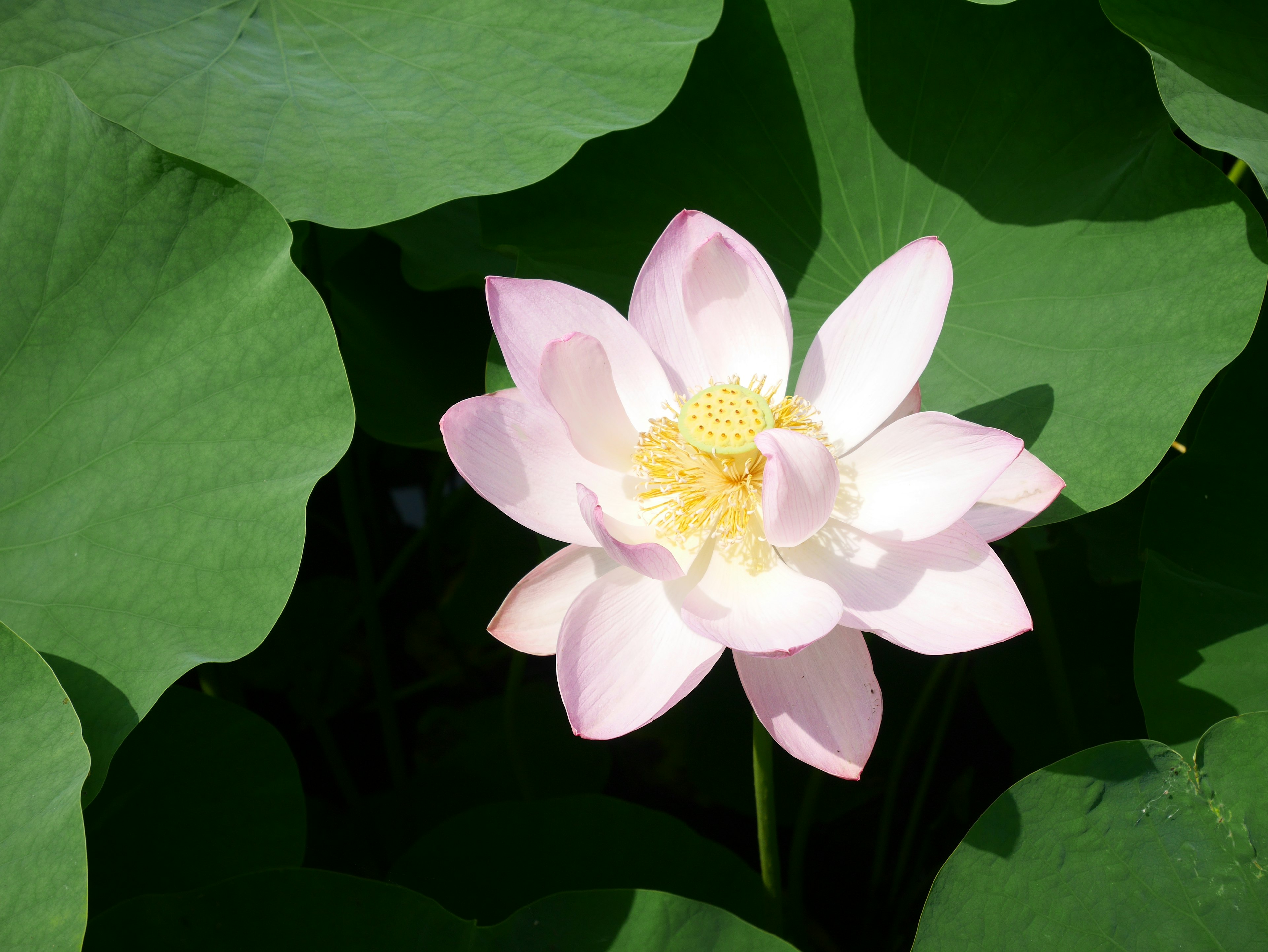 A beautiful lotus flower surrounded by green leaves