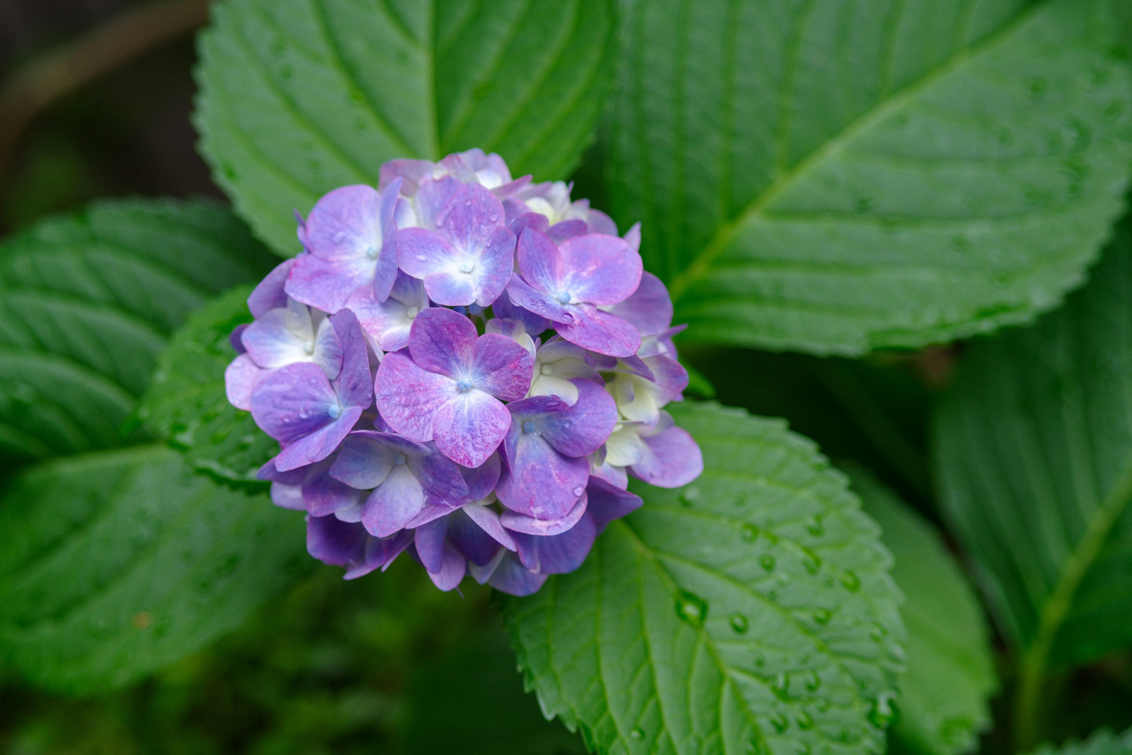 Lila Hortensienblüte mit grünen Blättern