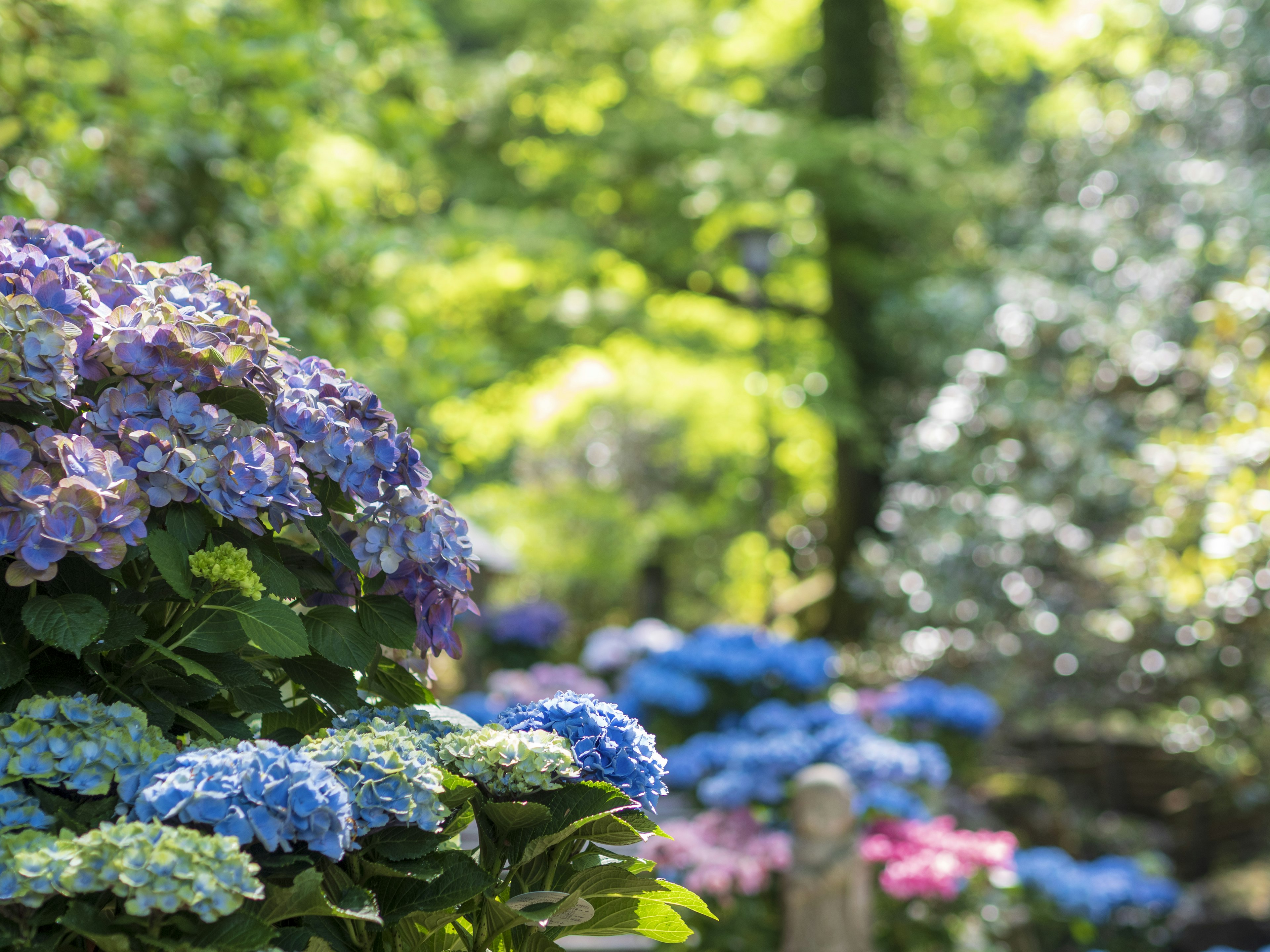 Escena de jardín exuberante con hortensias azules y moradas en flor