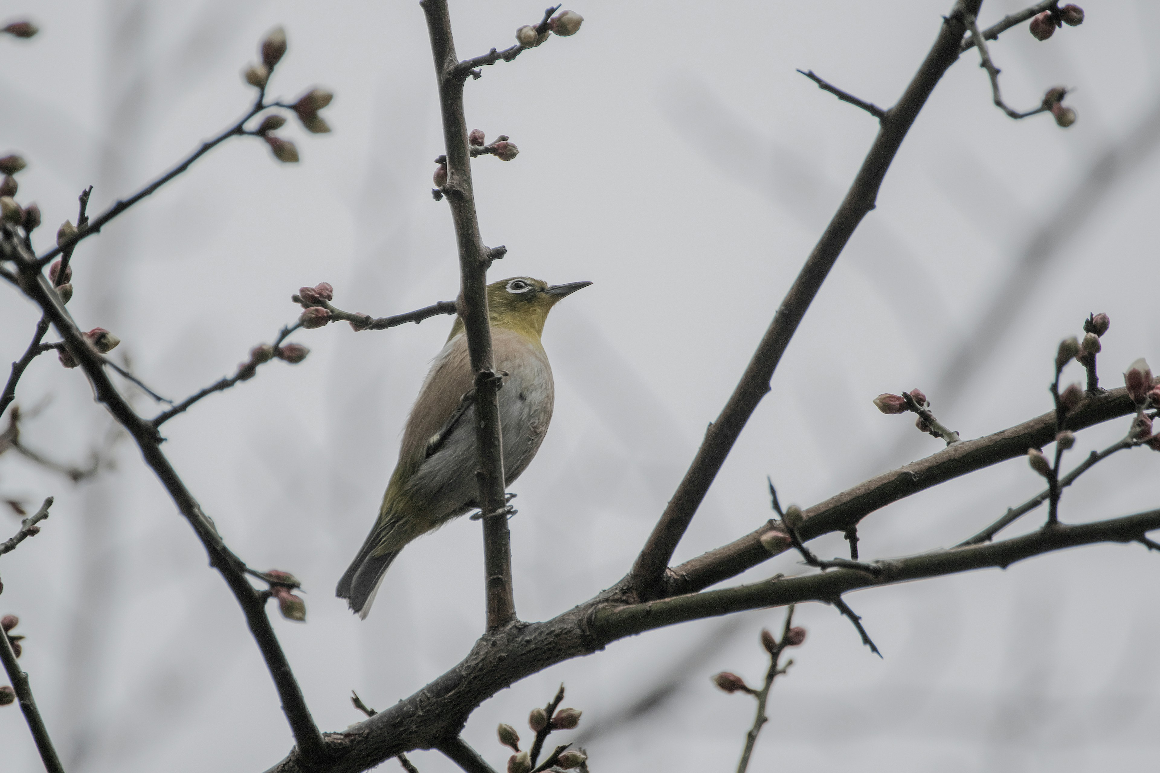 木の枝に止まる小さな鳥の姿