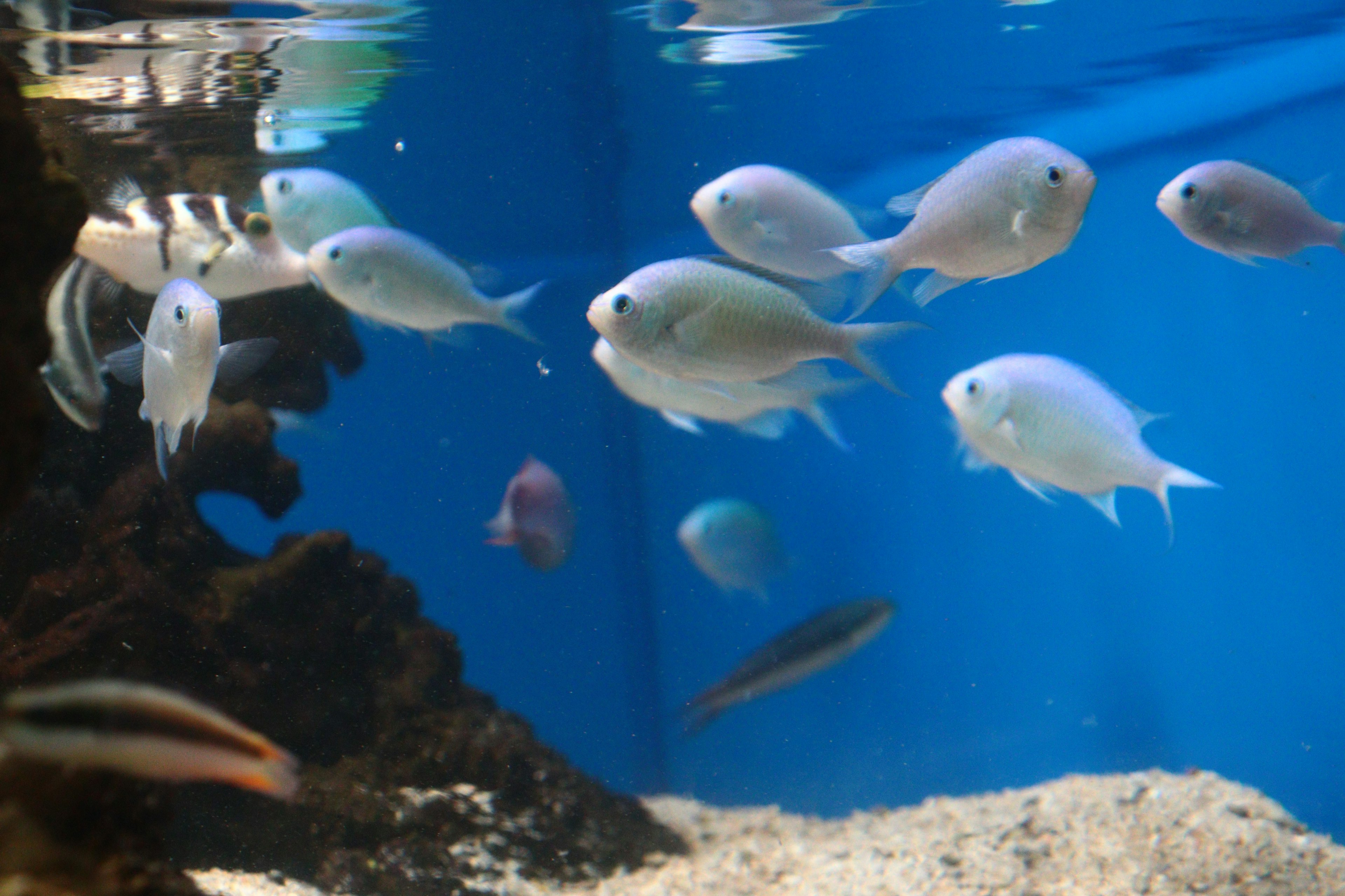 Peces pequeños nadando en un acuario azul con fondo rocoso