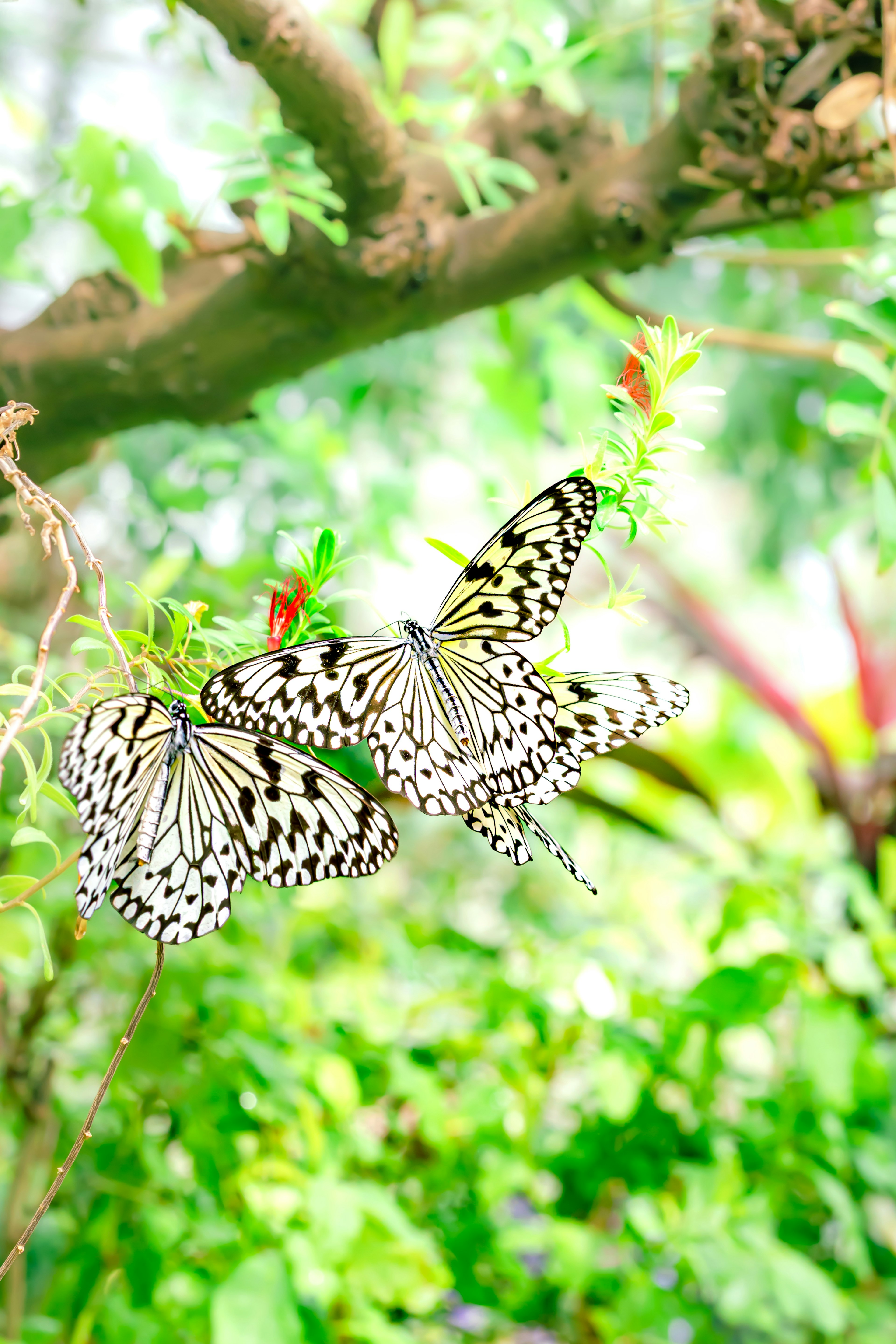 Three black and white butterflies perched on a green plant with a blurred background