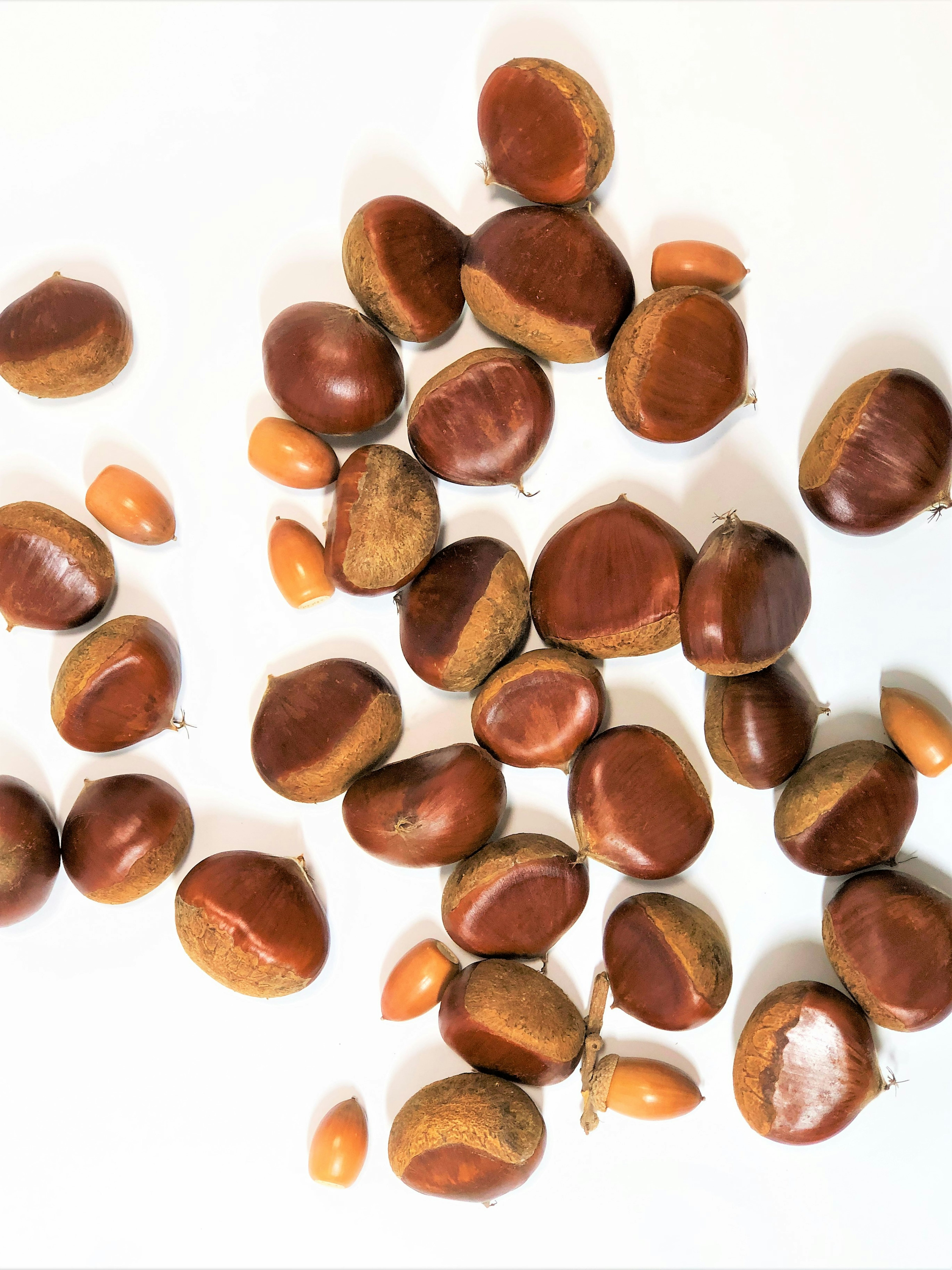 Various shades of chestnuts and small seeds scattered on a white background