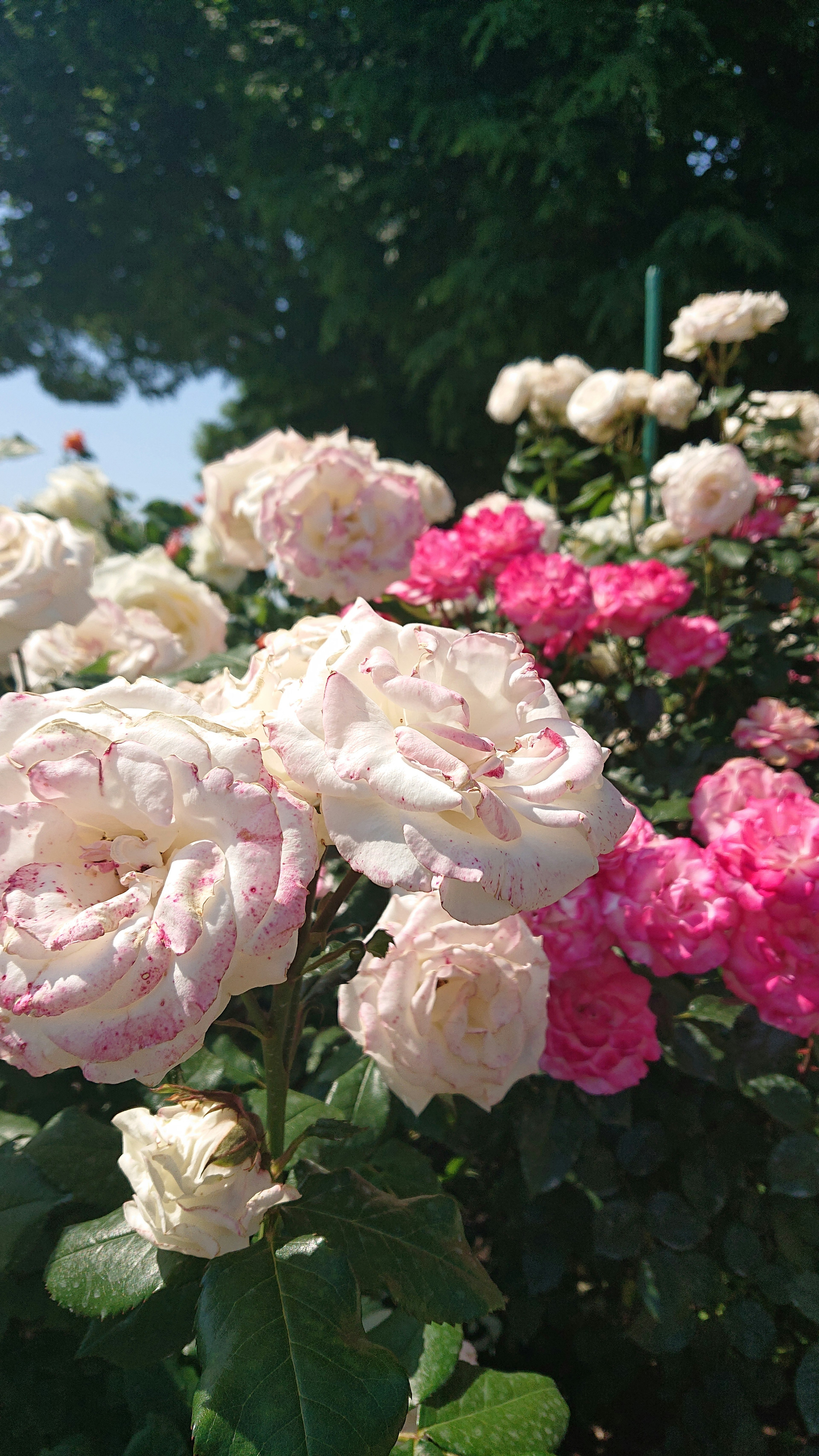 Gartenszene mit blühenden rosa und weißen Rosen