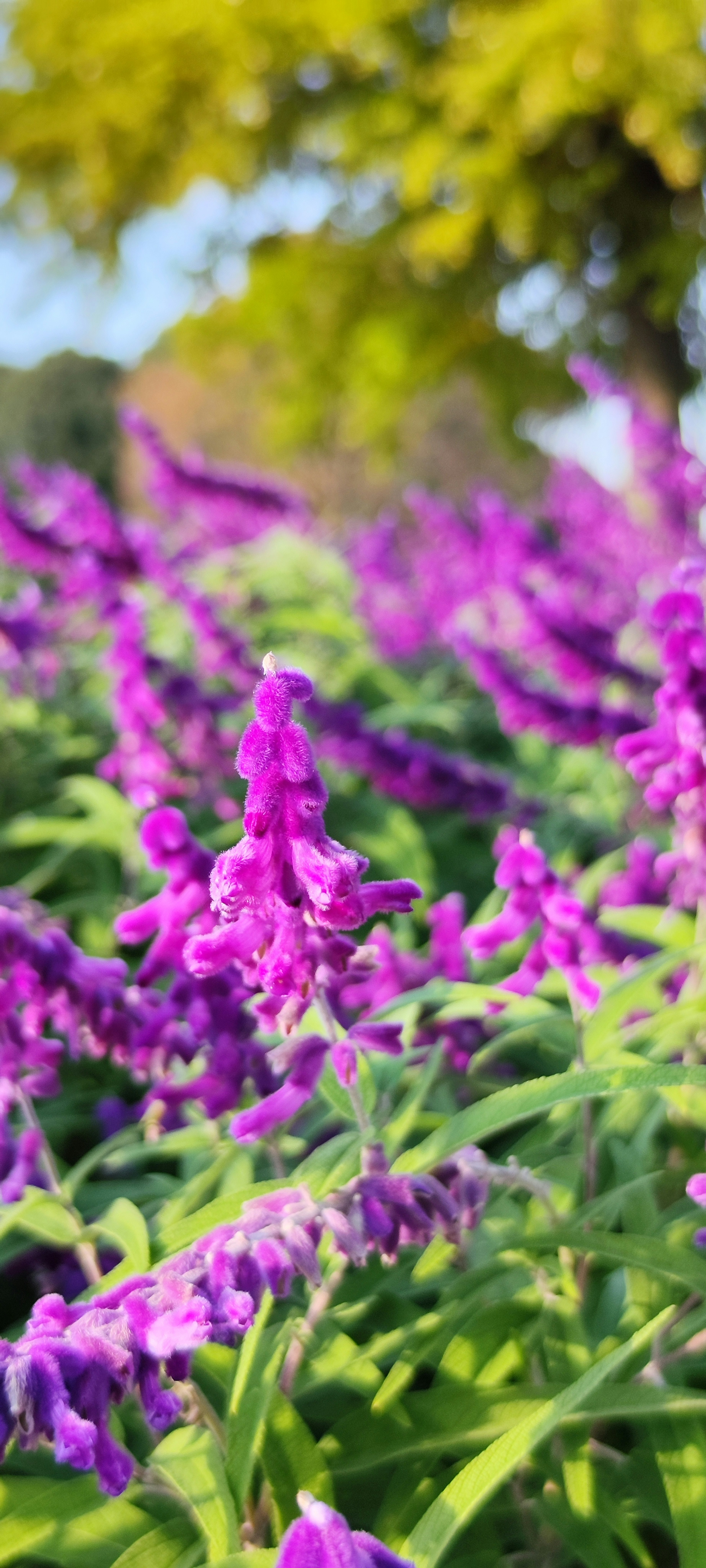 紫色の花が咲く草原と緑の木