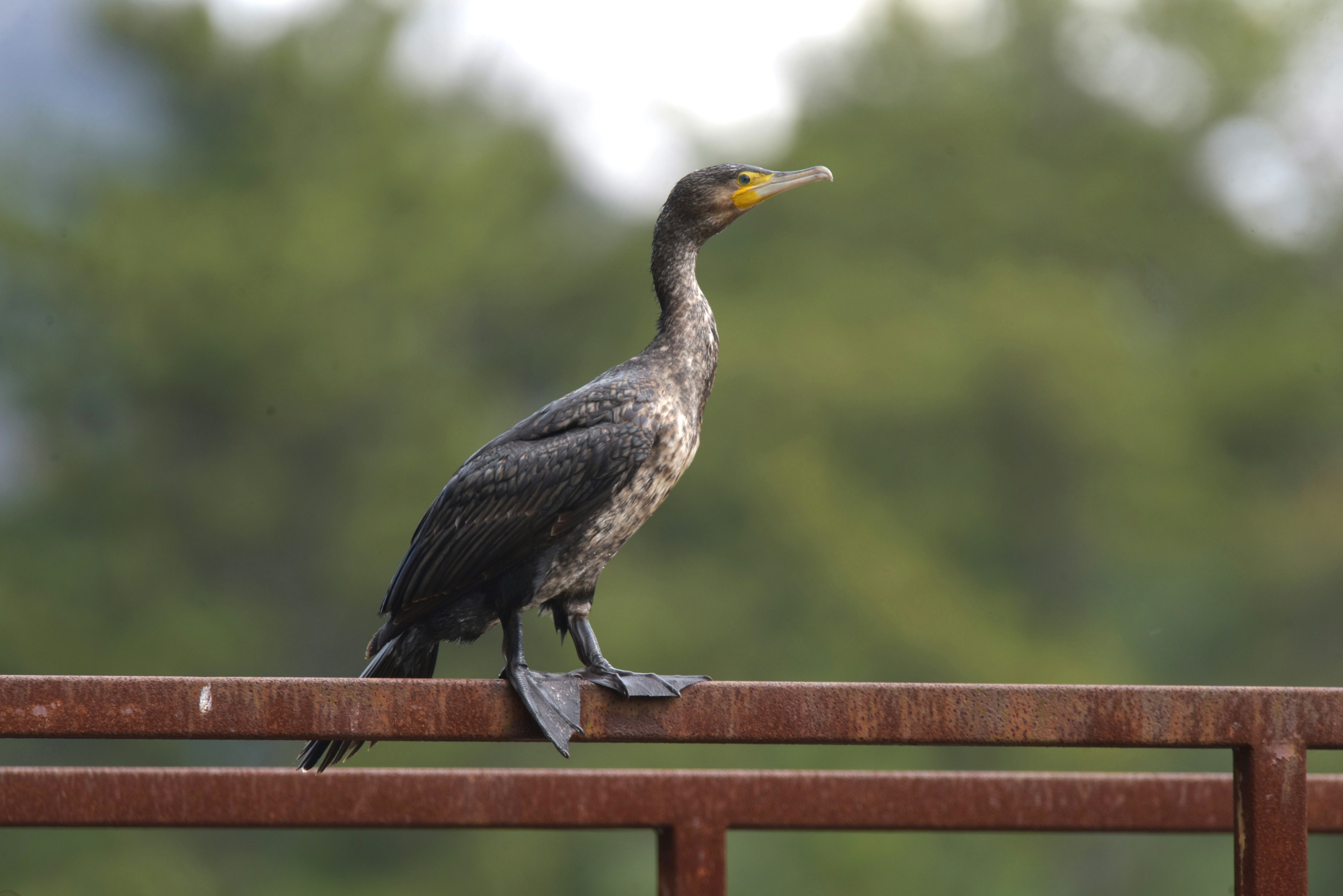 Cormorant bird perched on a wooden railing