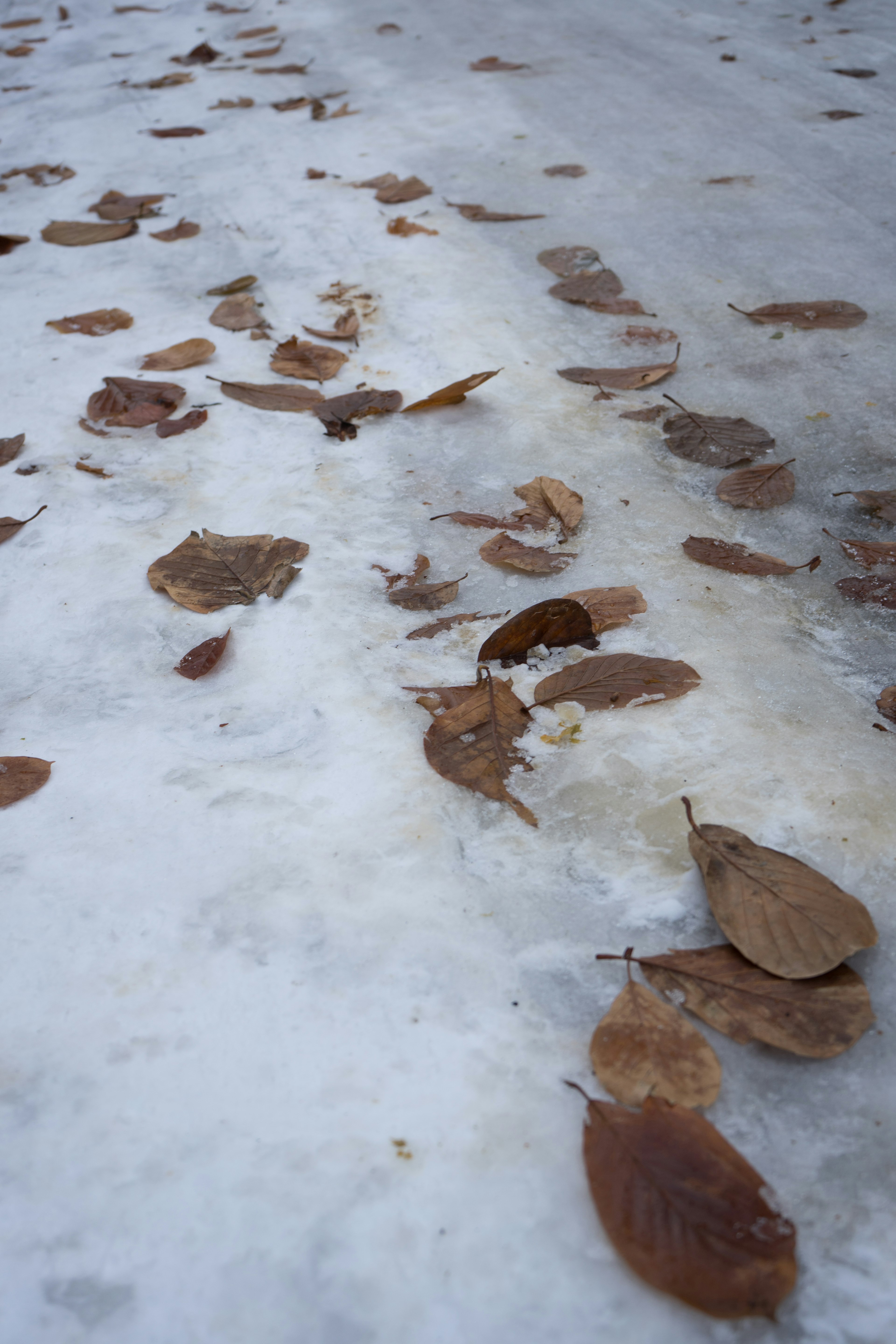 Foglie marroni sparse su ghiaccio in un paesaggio invernale