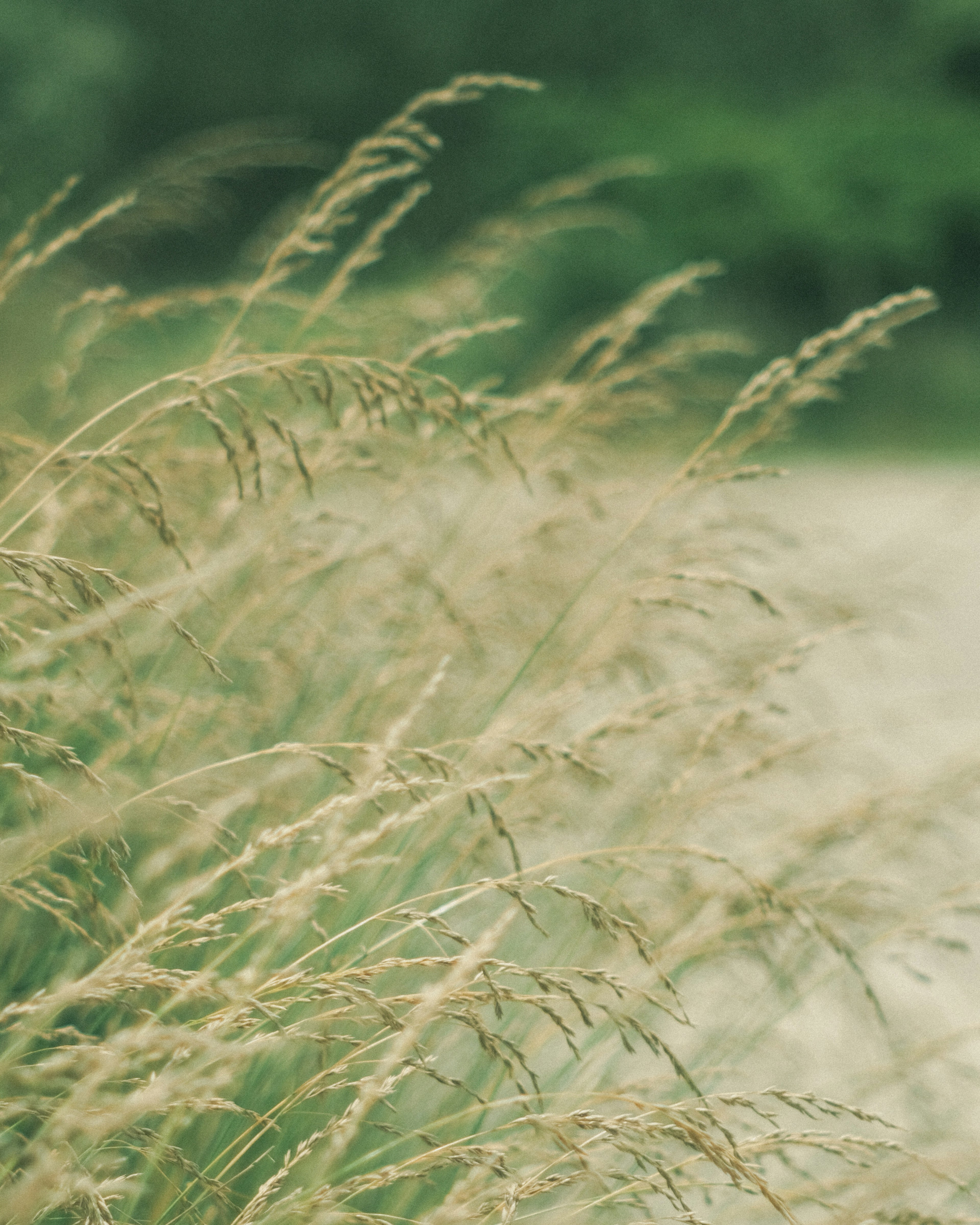 Waving grass heads against a green background