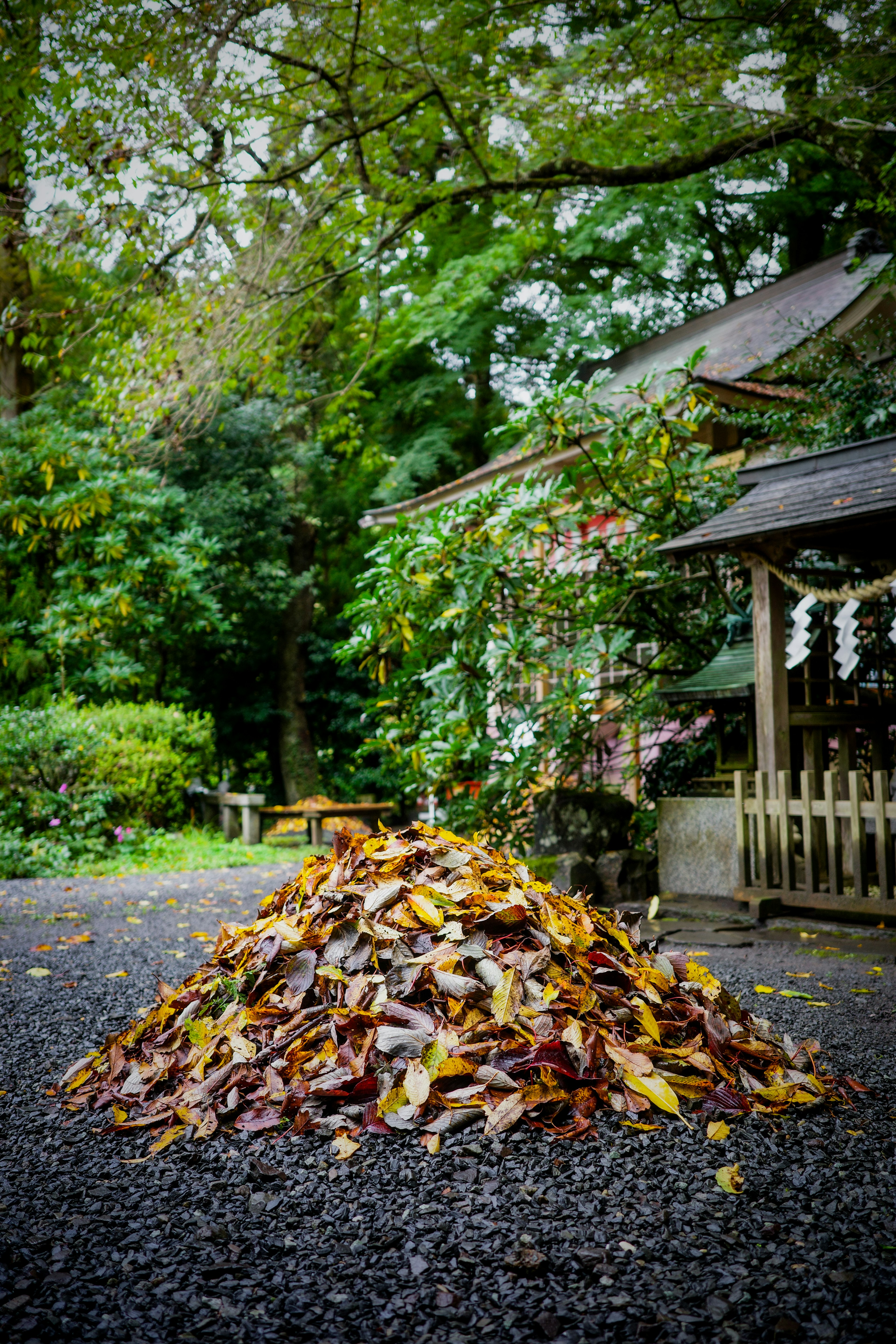 色とりどりの落ち葉の山がある庭の風景