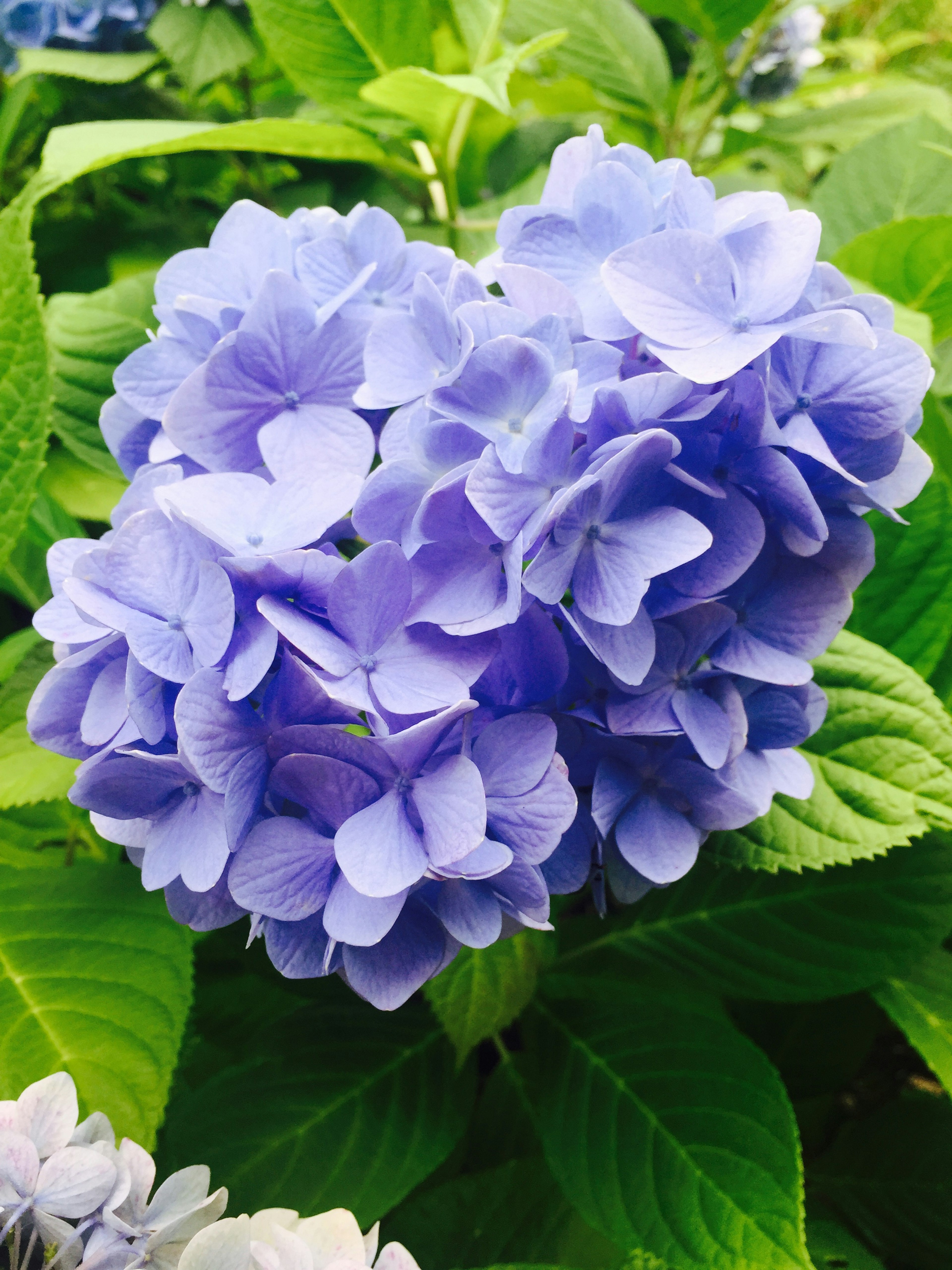 Bündel blauer Hortensienblüten in voller Blüte