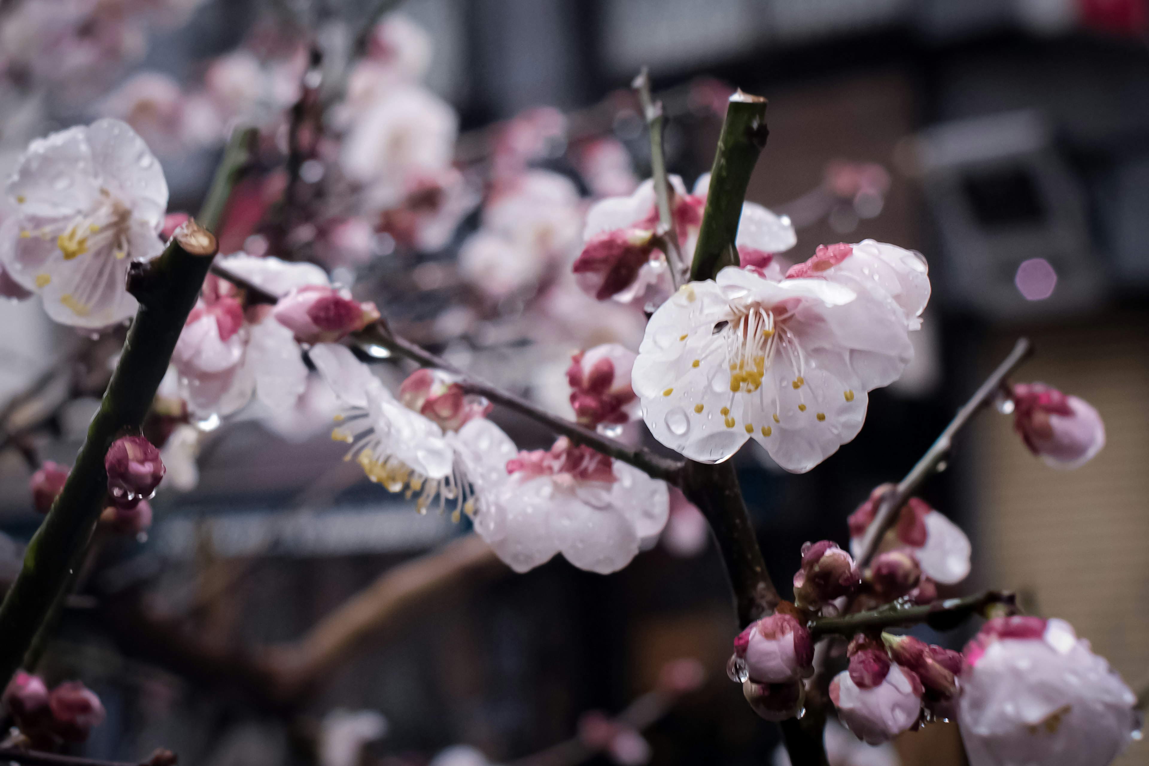 Primer plano de flores de ciruelo con gotas de lluvia