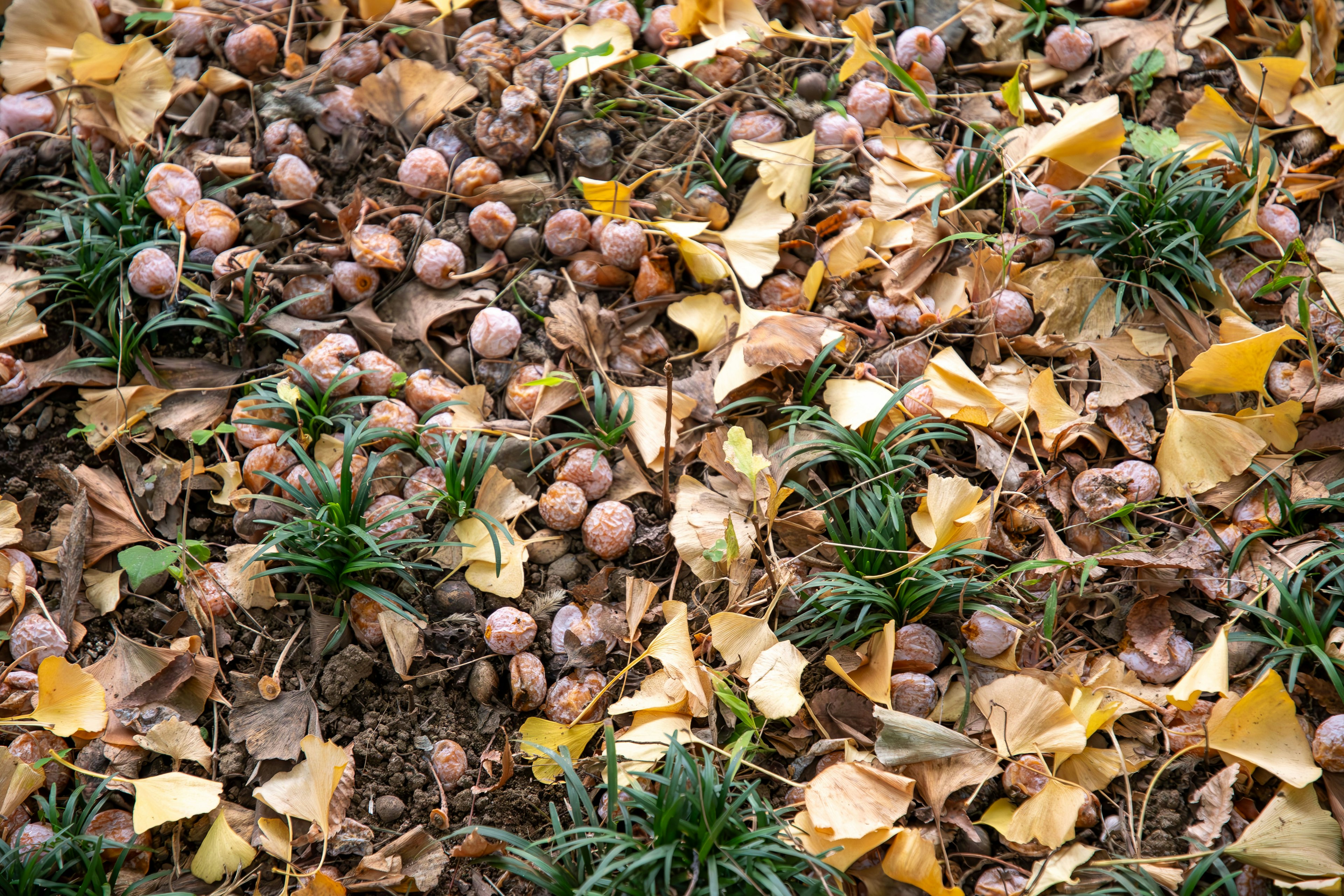 Sol couvert de feuilles jaunes et de petits fruits ronds éparpillés