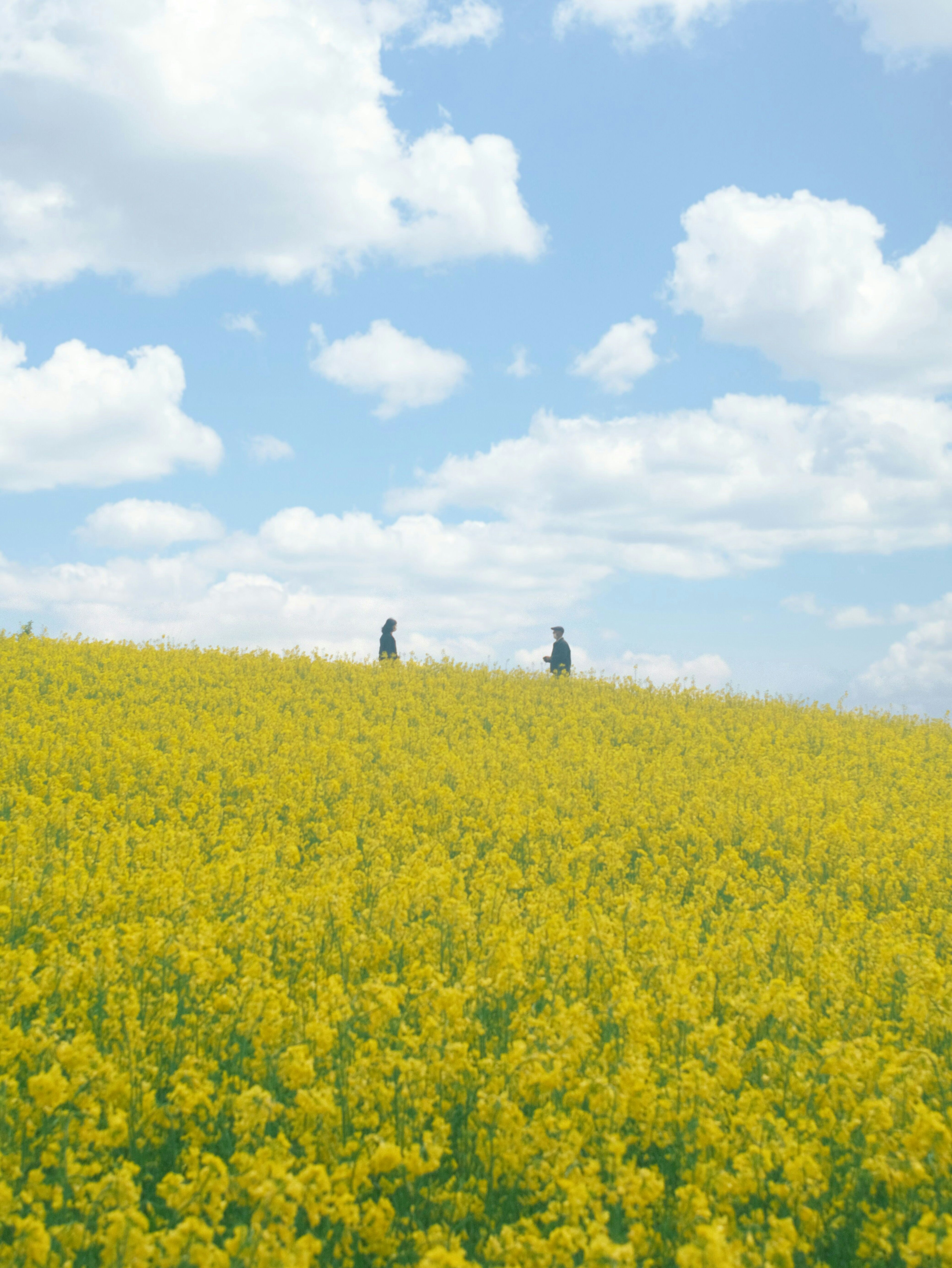 People walking in a yellow flower field under a blue sky