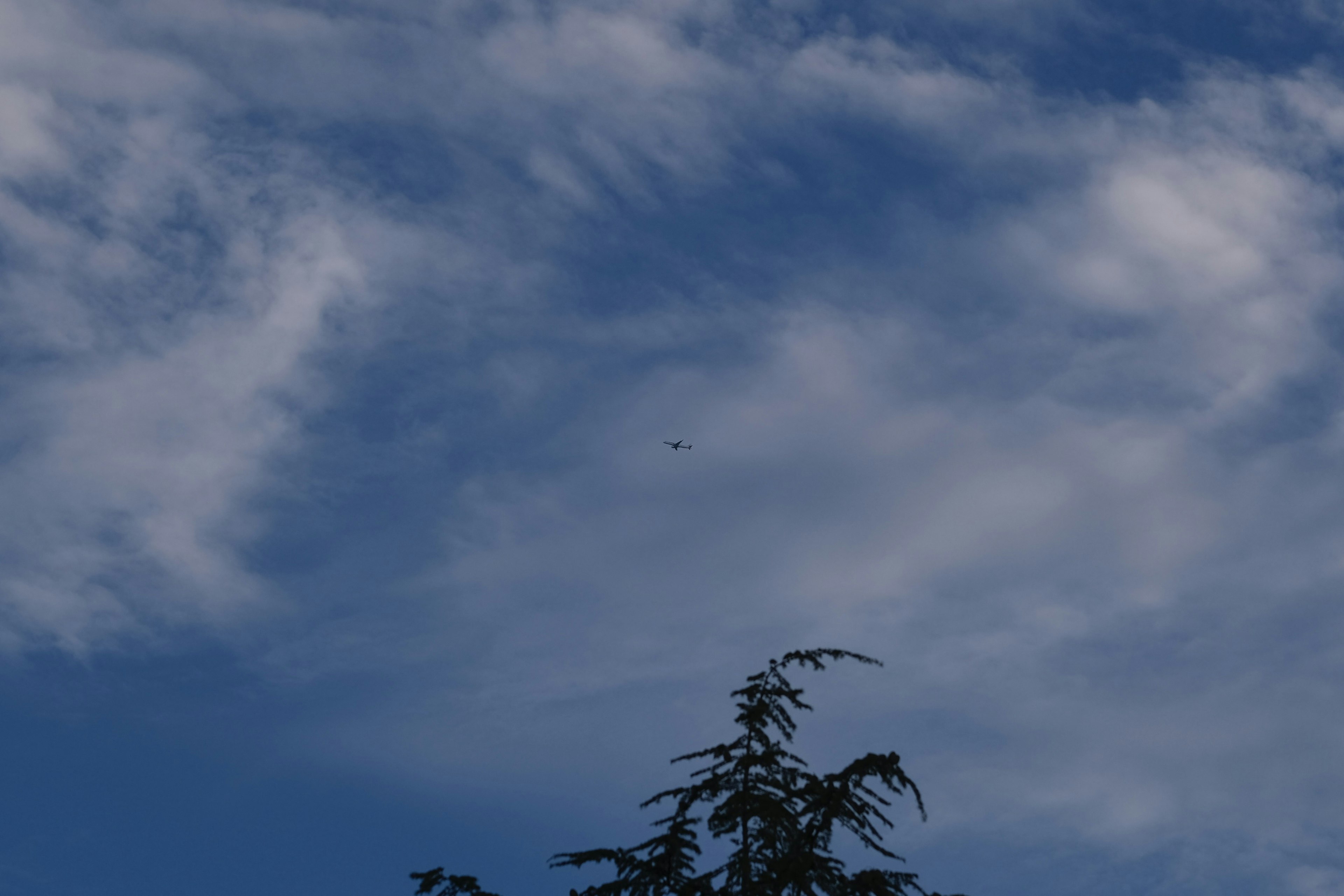 Silhouette of trees against a blue sky with clouds