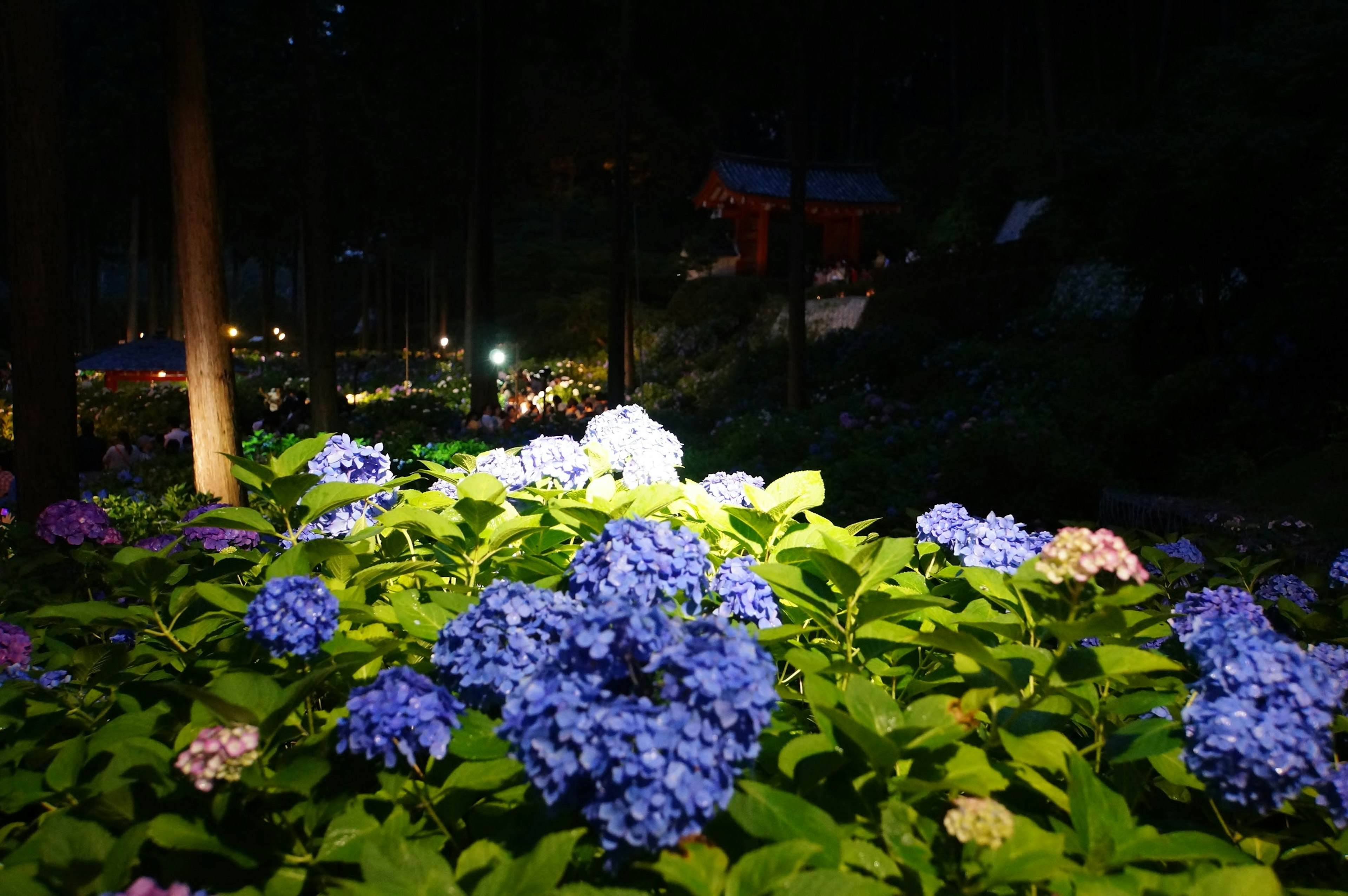 夜の庭に咲く青い紫陽花の花々が美しく照らされている