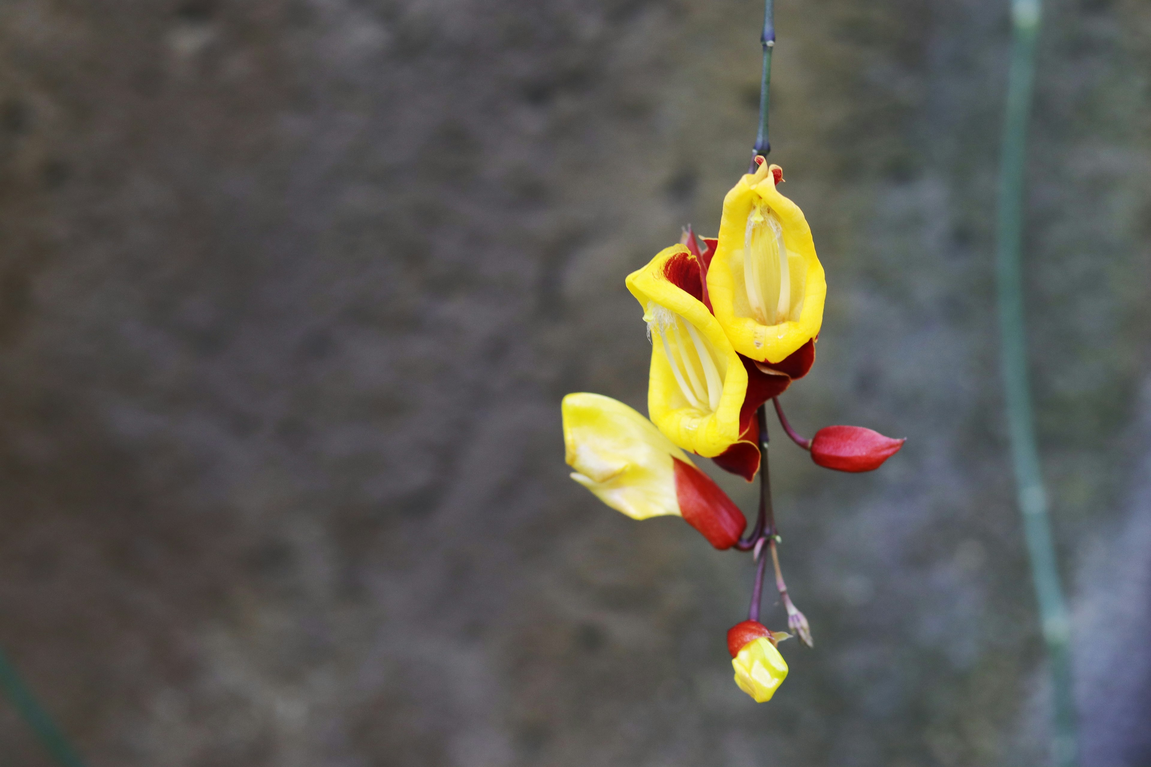 Ein Cluster aus gelben und roten Blumen, das zart hängt