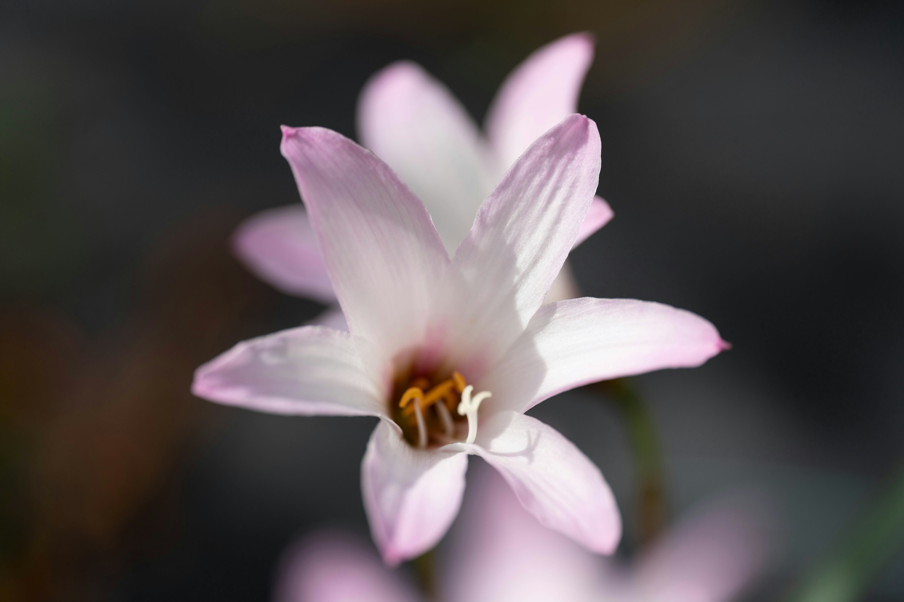 Primer plano de una delicada flor rosa con pétalos delgados