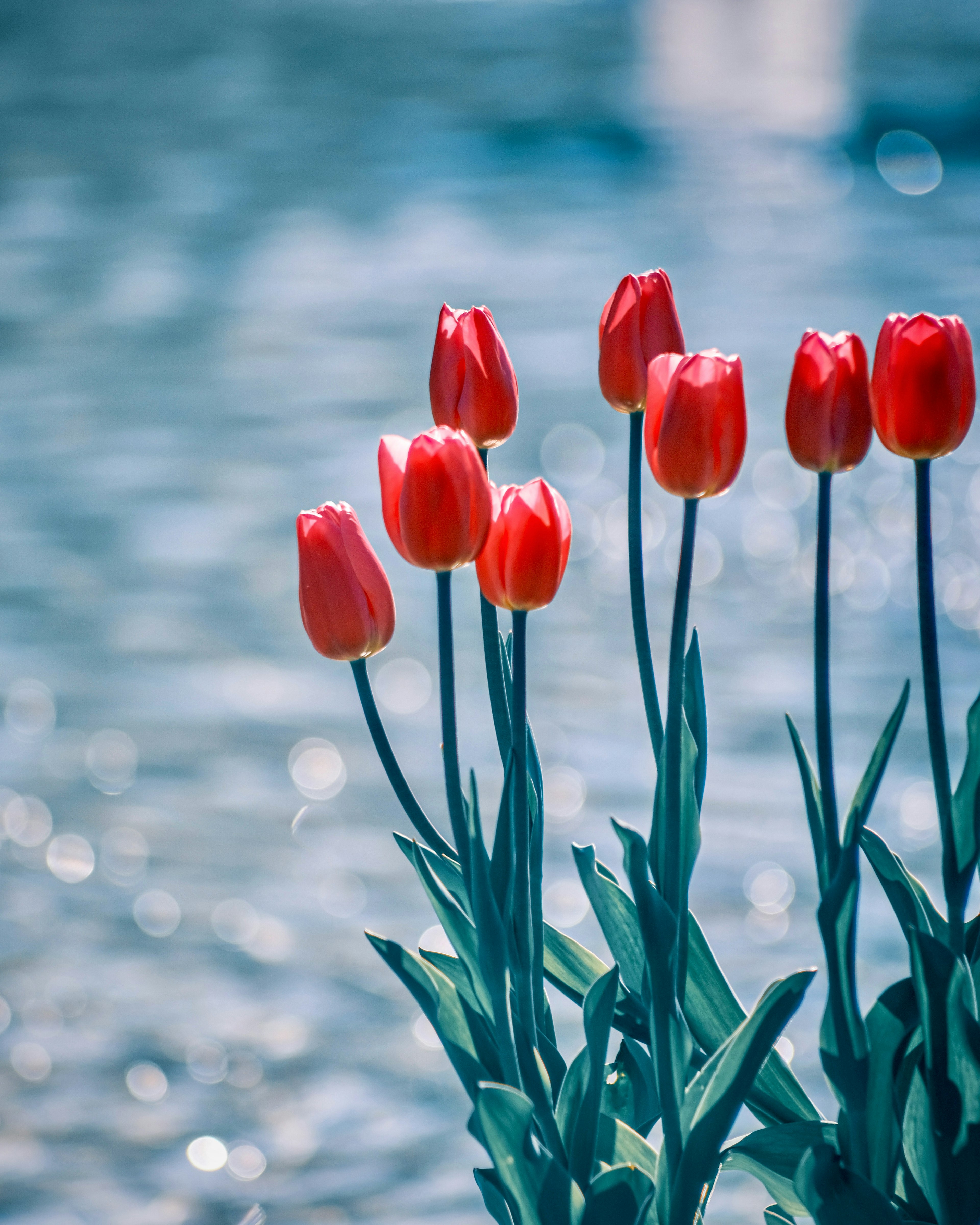 Red tulips blooming by the water