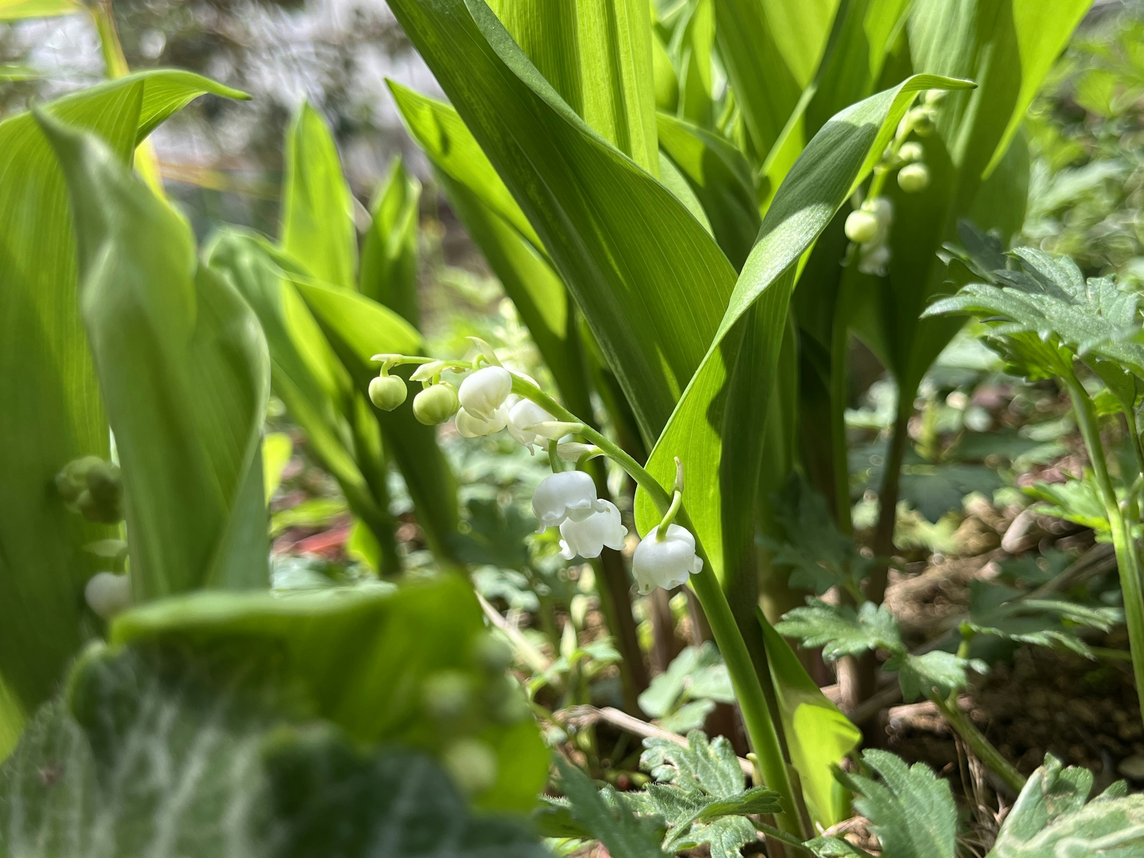 Scenario con fiori bianchi a forma di campana che spuntano tra foglie verdi