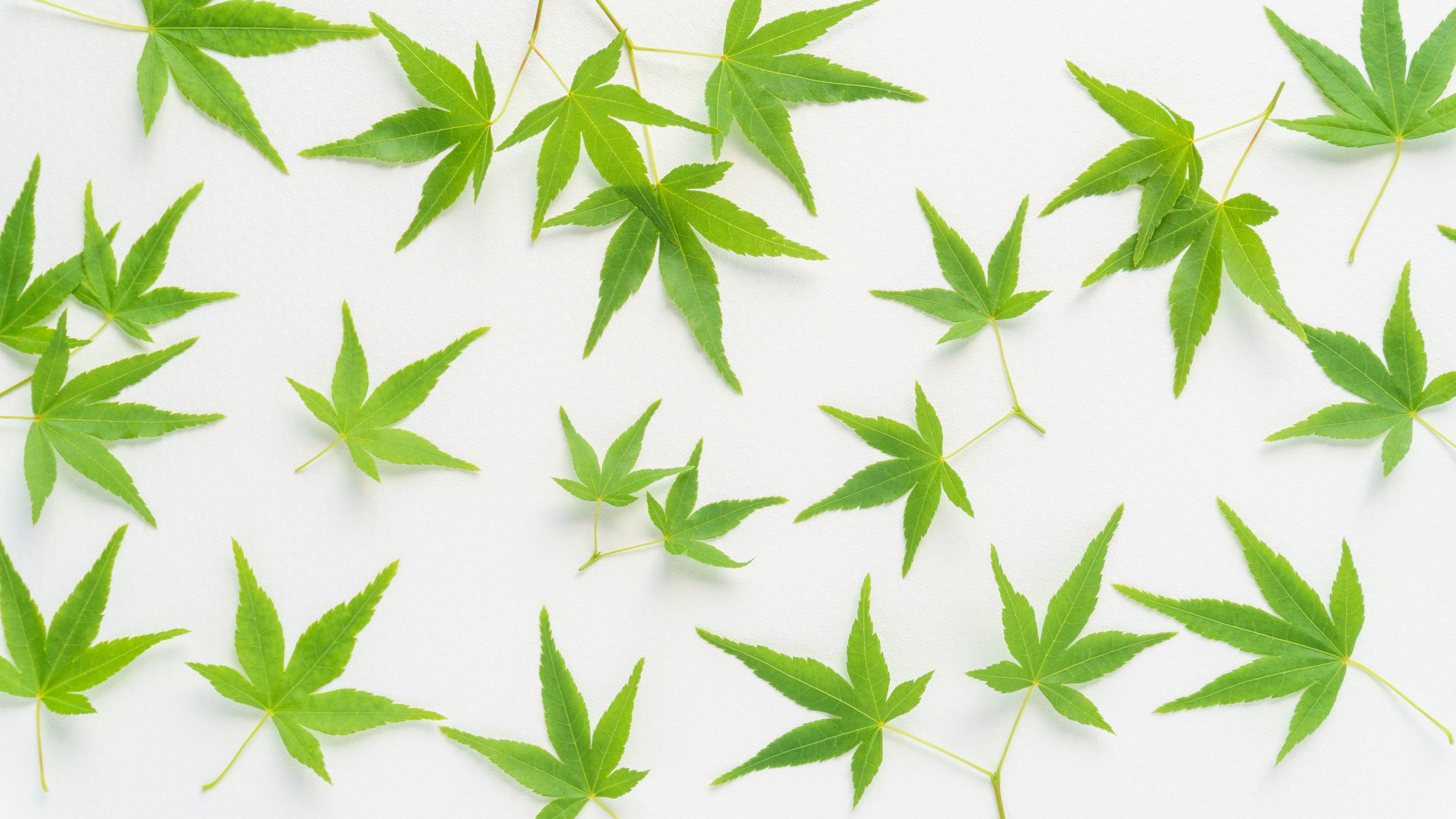 Green leaves scattered on a white background