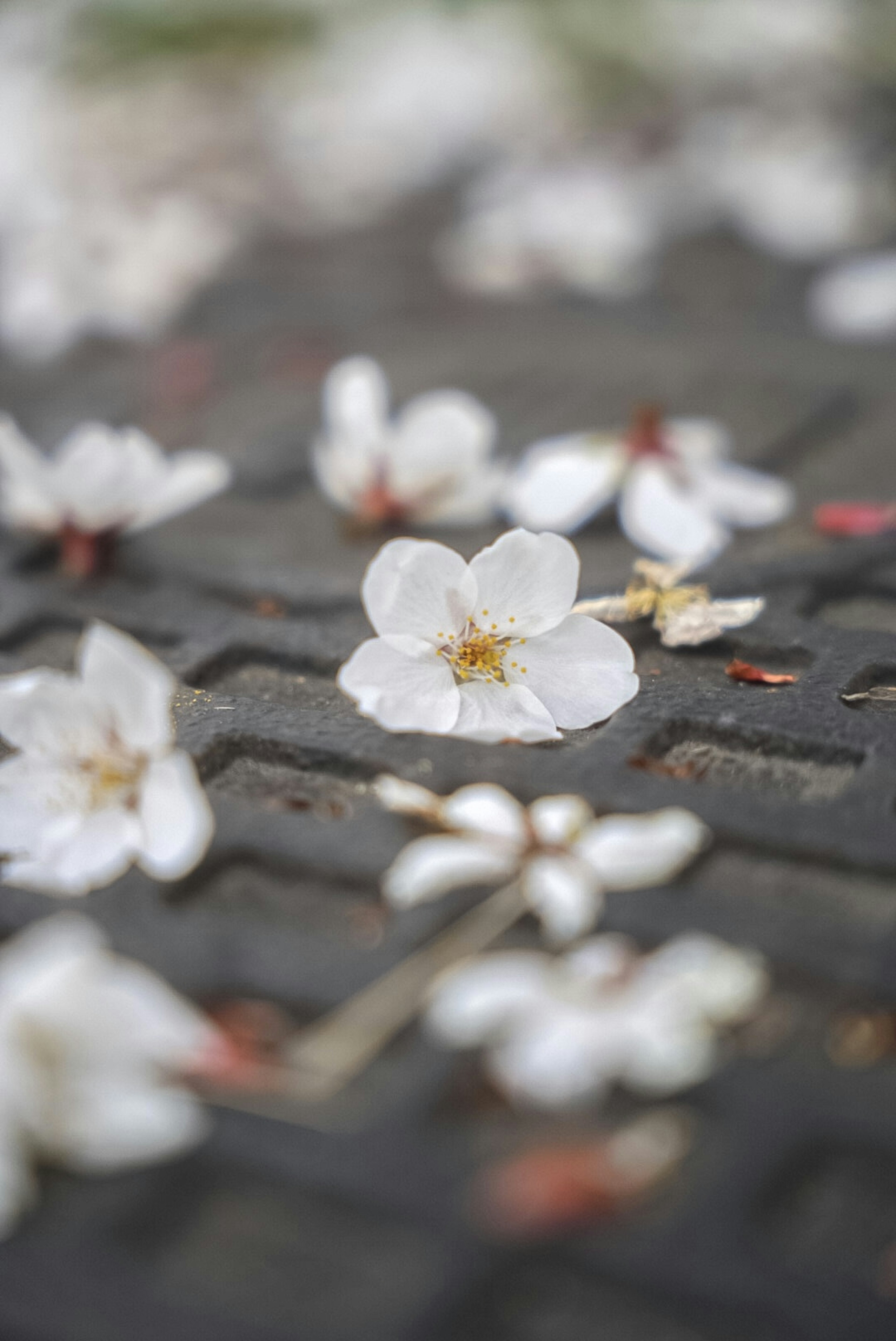 白い桜の花が黒いタイルの上に散らばっている様子