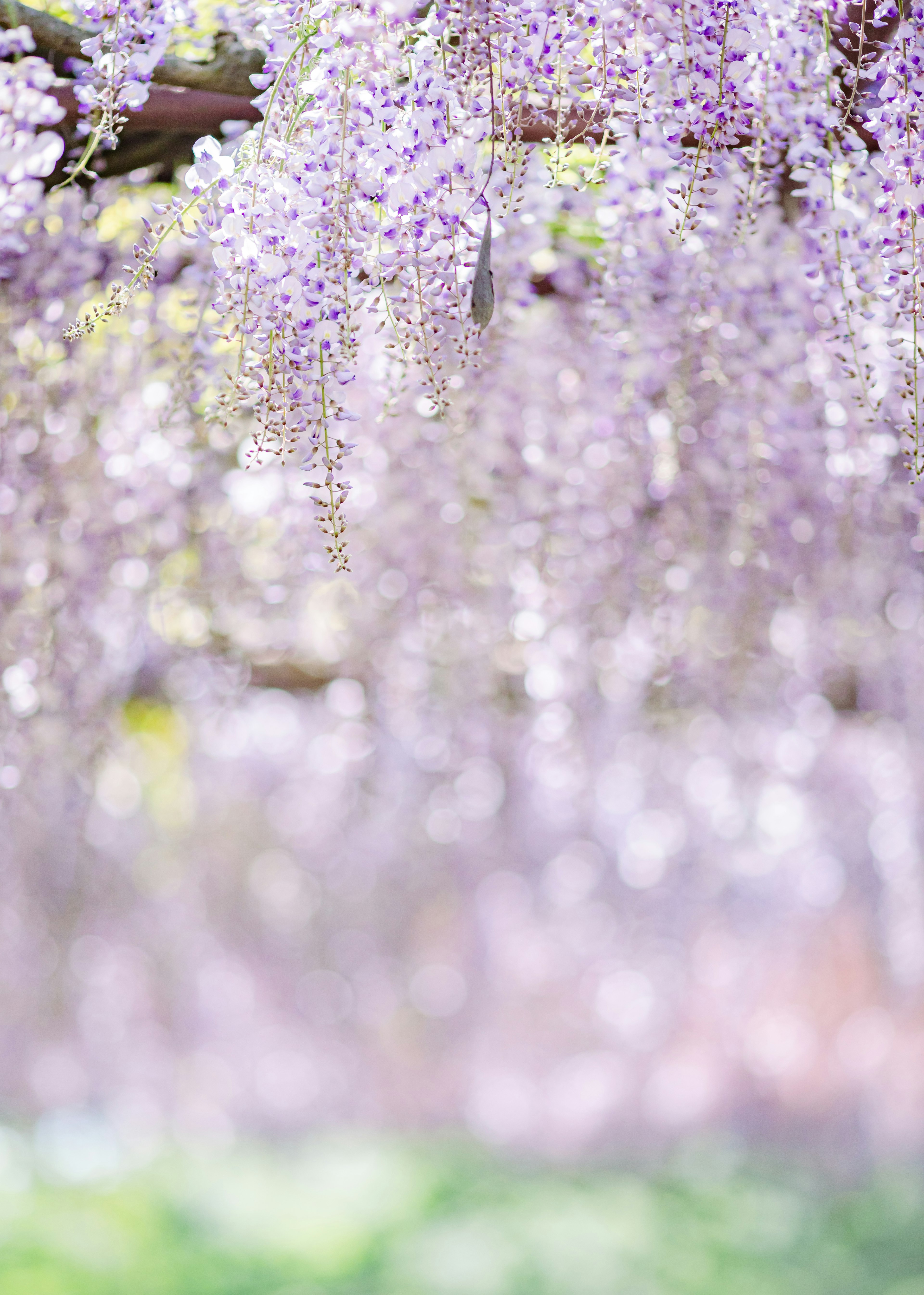 Beautiful scene of blooming purple wisteria flowers