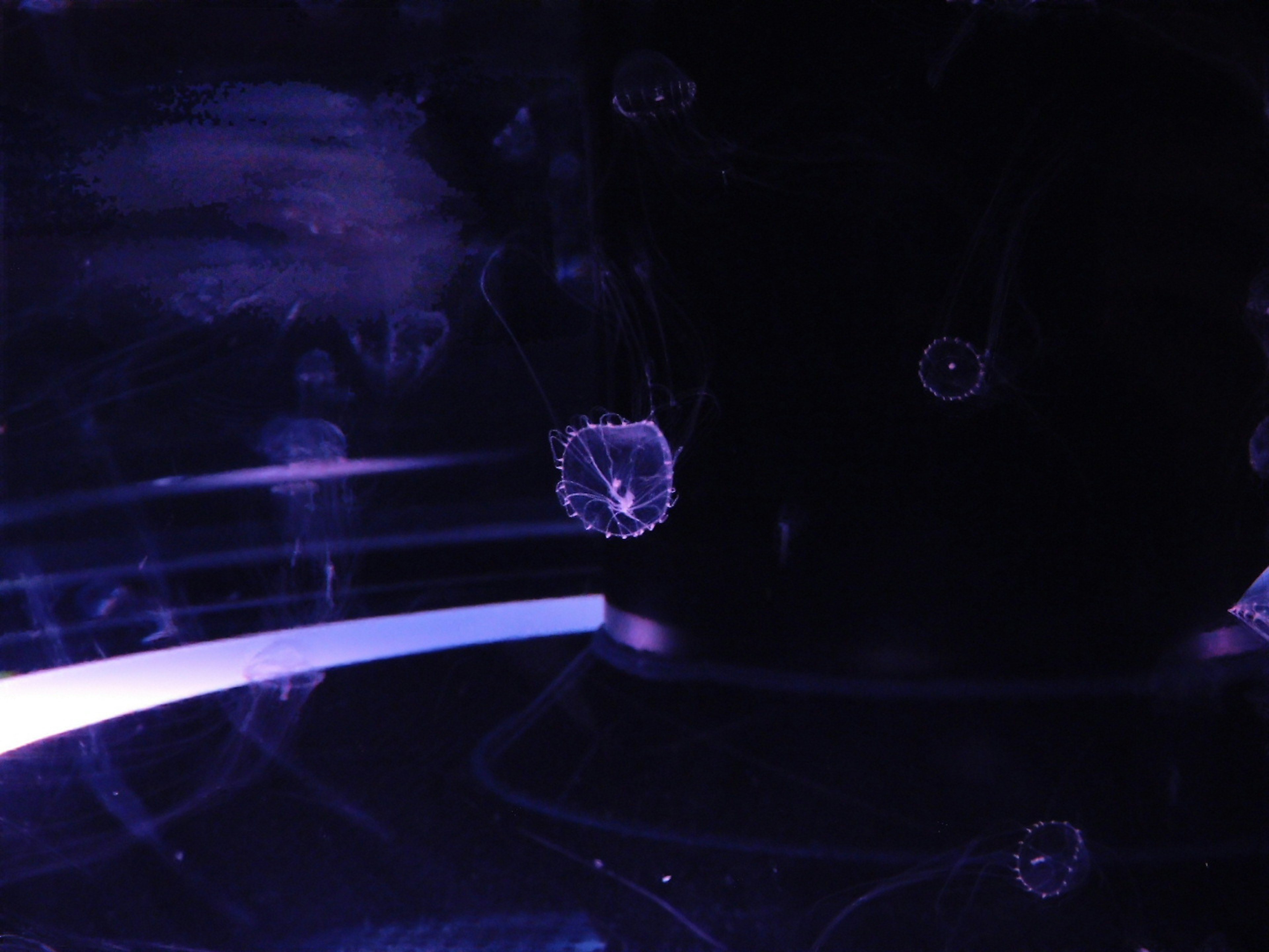 Transparent jellyfish shape floating against a dark background with purple light