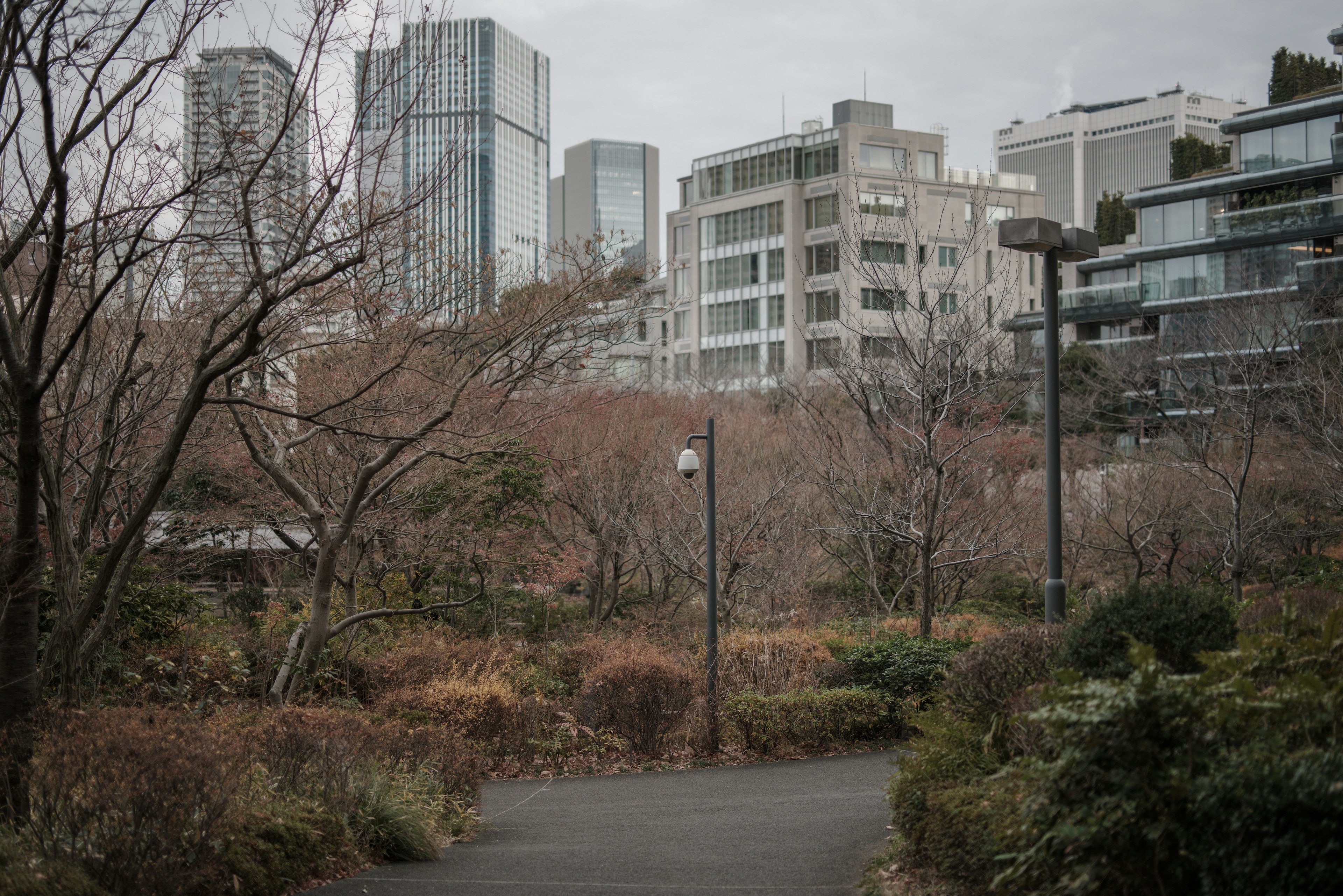 城市公园场景背景中有摩天大楼，光秃的树木和蜿蜒的小径