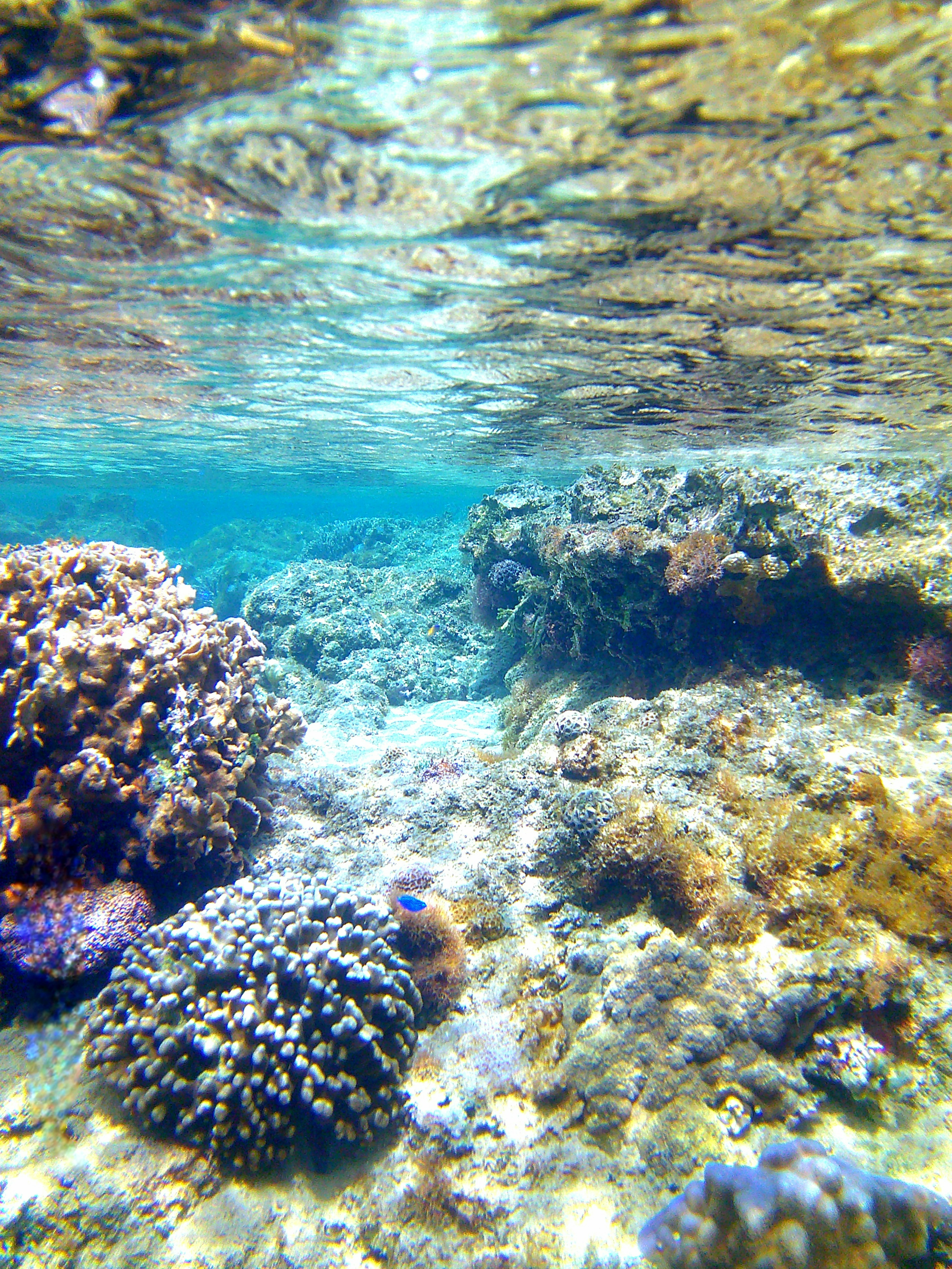 Pemandangan bawah air dengan terumbu karang dan batu