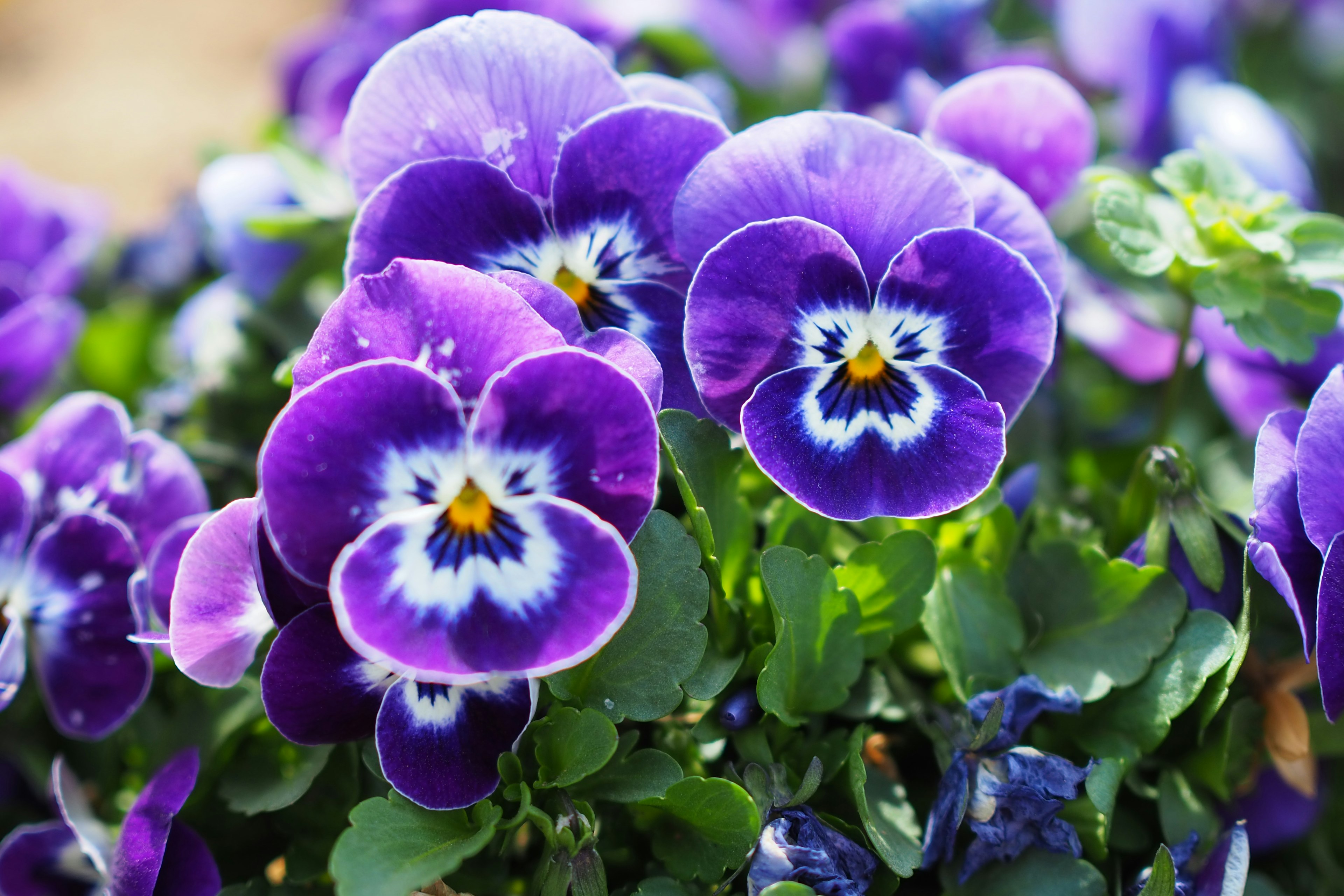 Fiori di pansy viola vivaci in fiore