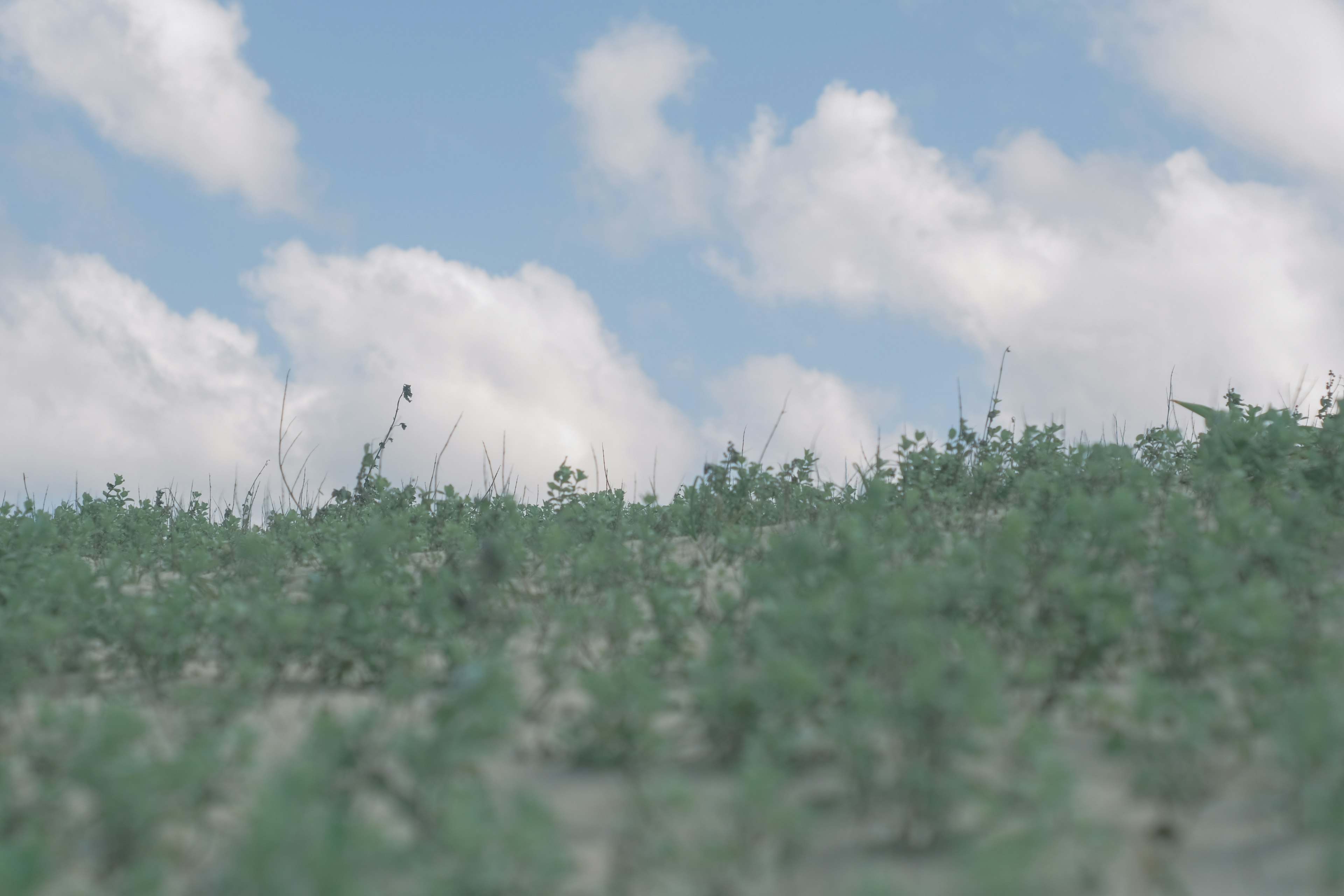 青空と雲の下の緑の草原