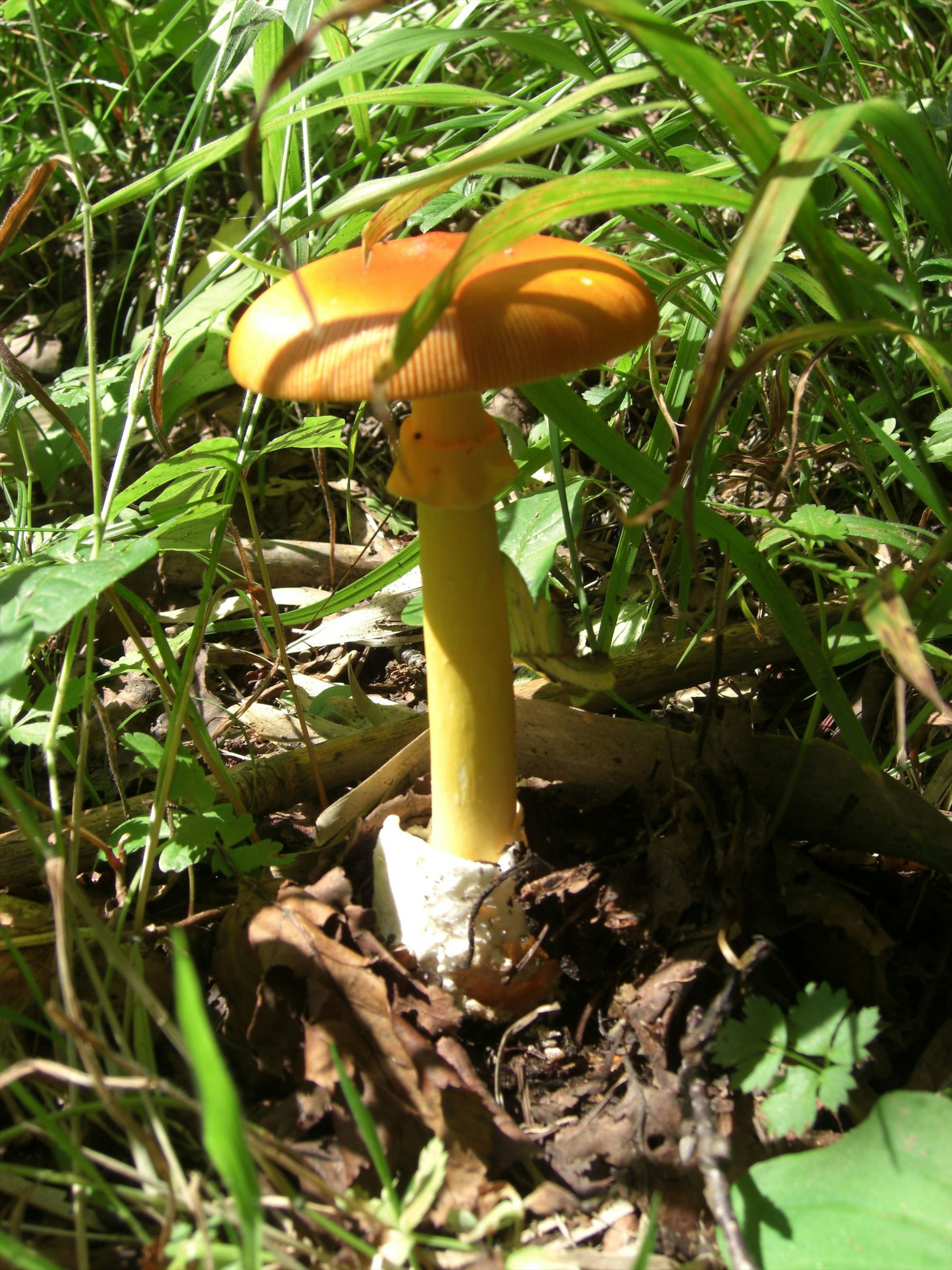 An orange mushroom standing amidst green grass