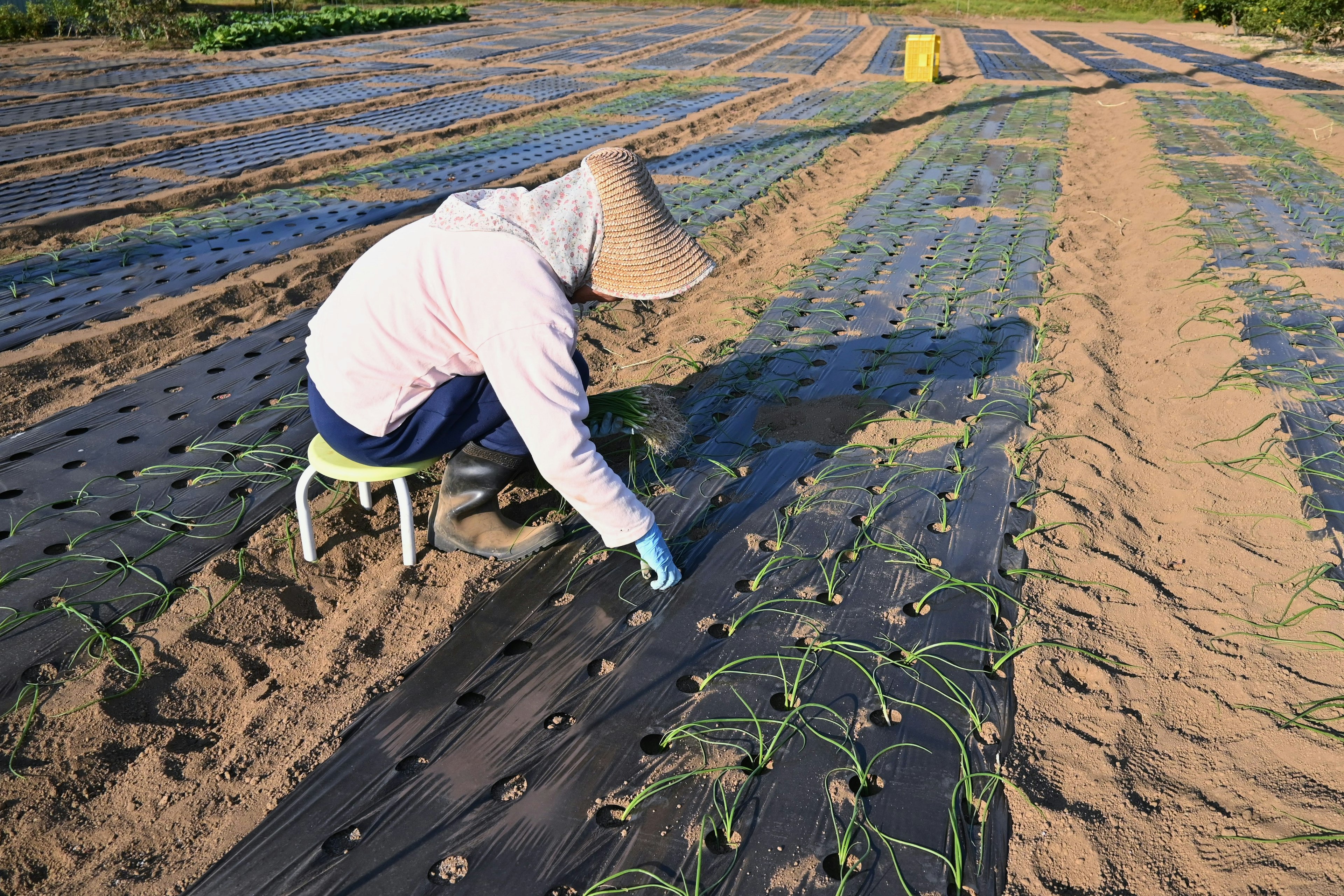 A person tending to crops in a field wearing a straw hat