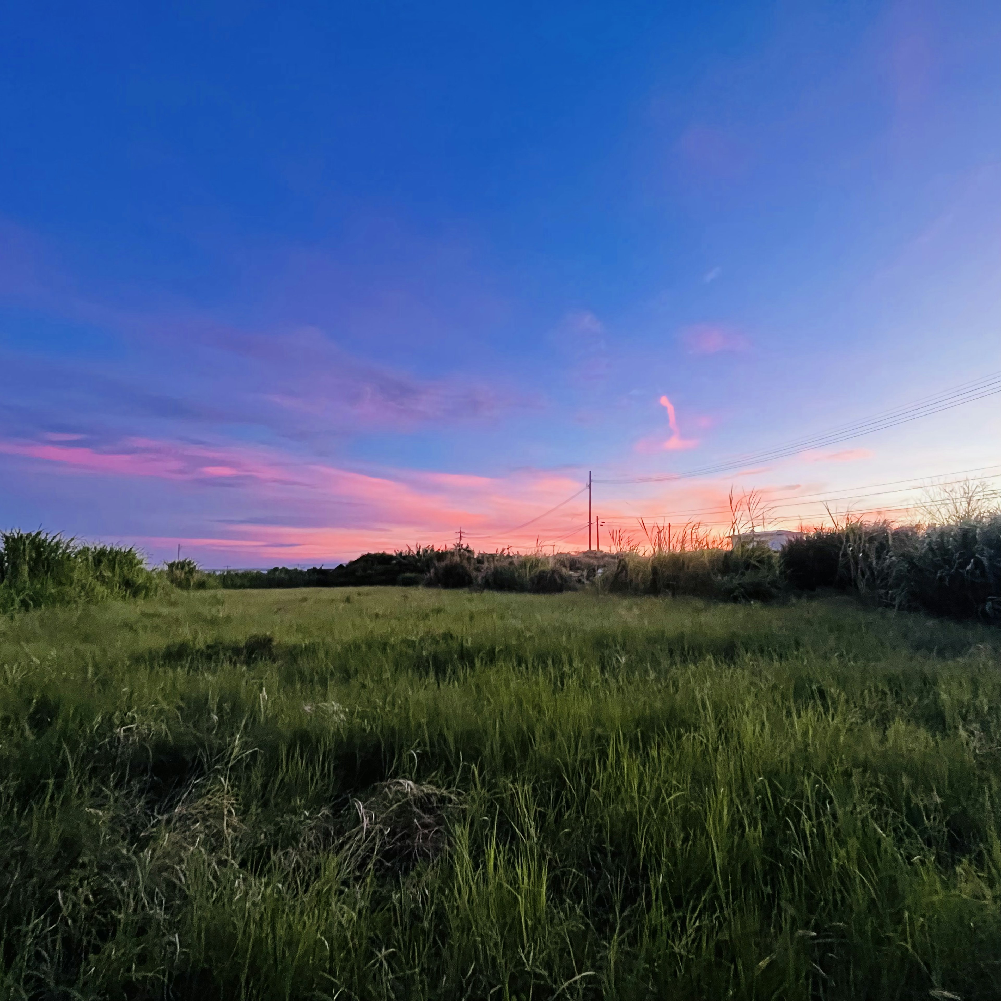 A grassy field under a blue sky with pink clouds