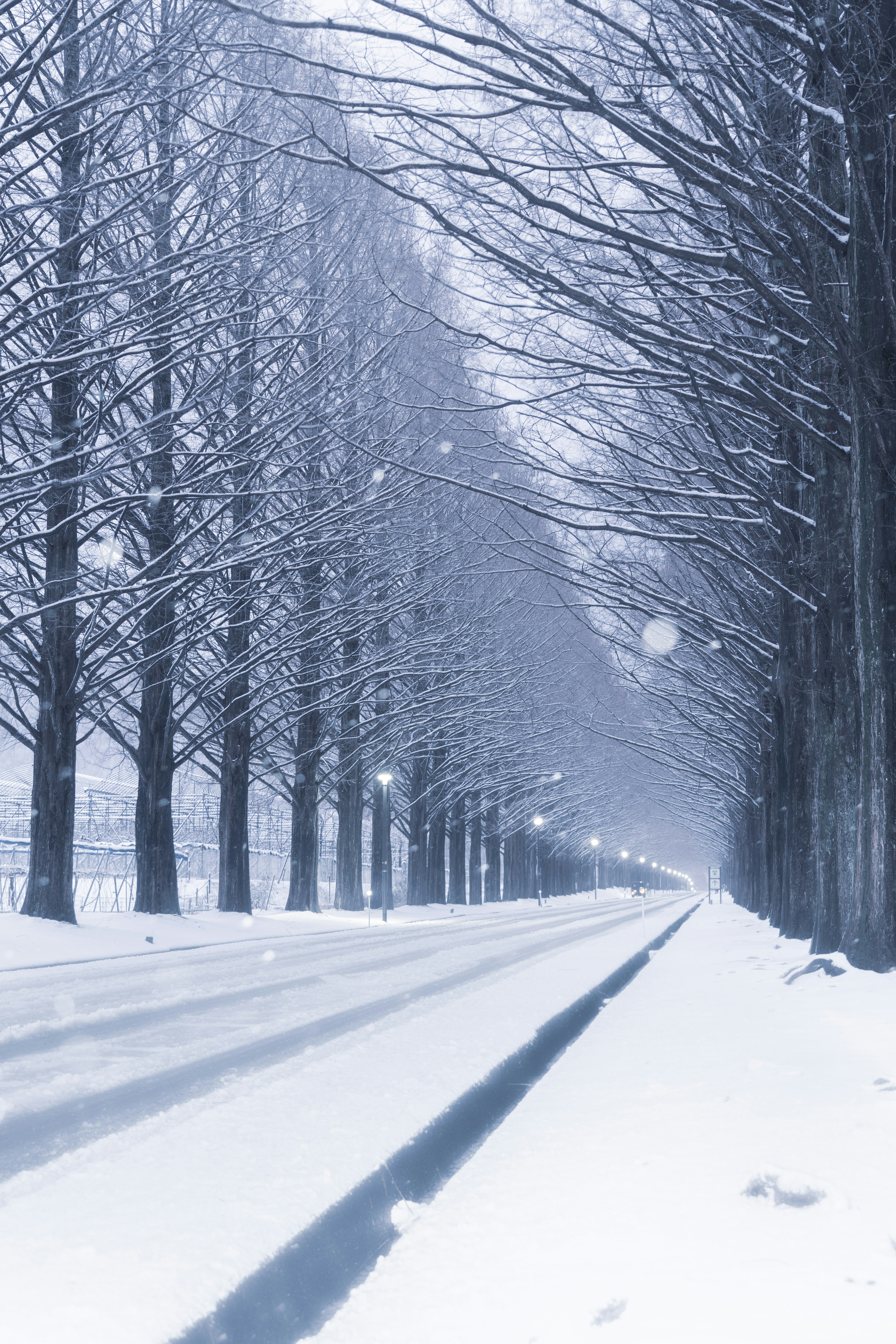 Schneebedeckter Weg gesäumt von kahlen Bäumen in einer Winterlandschaft