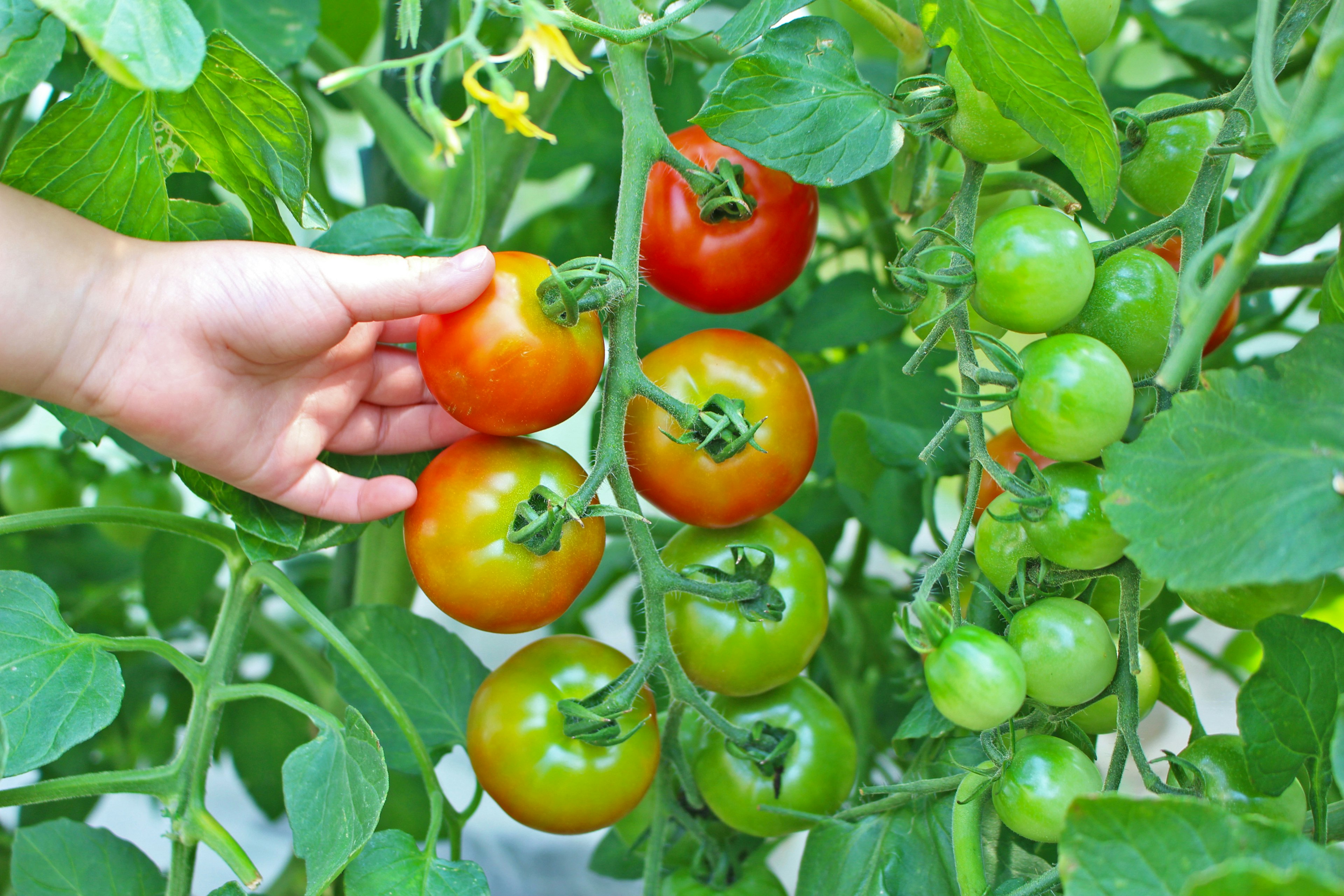 Mano recogiendo tomates rojos y verdes de una planta en crecimiento