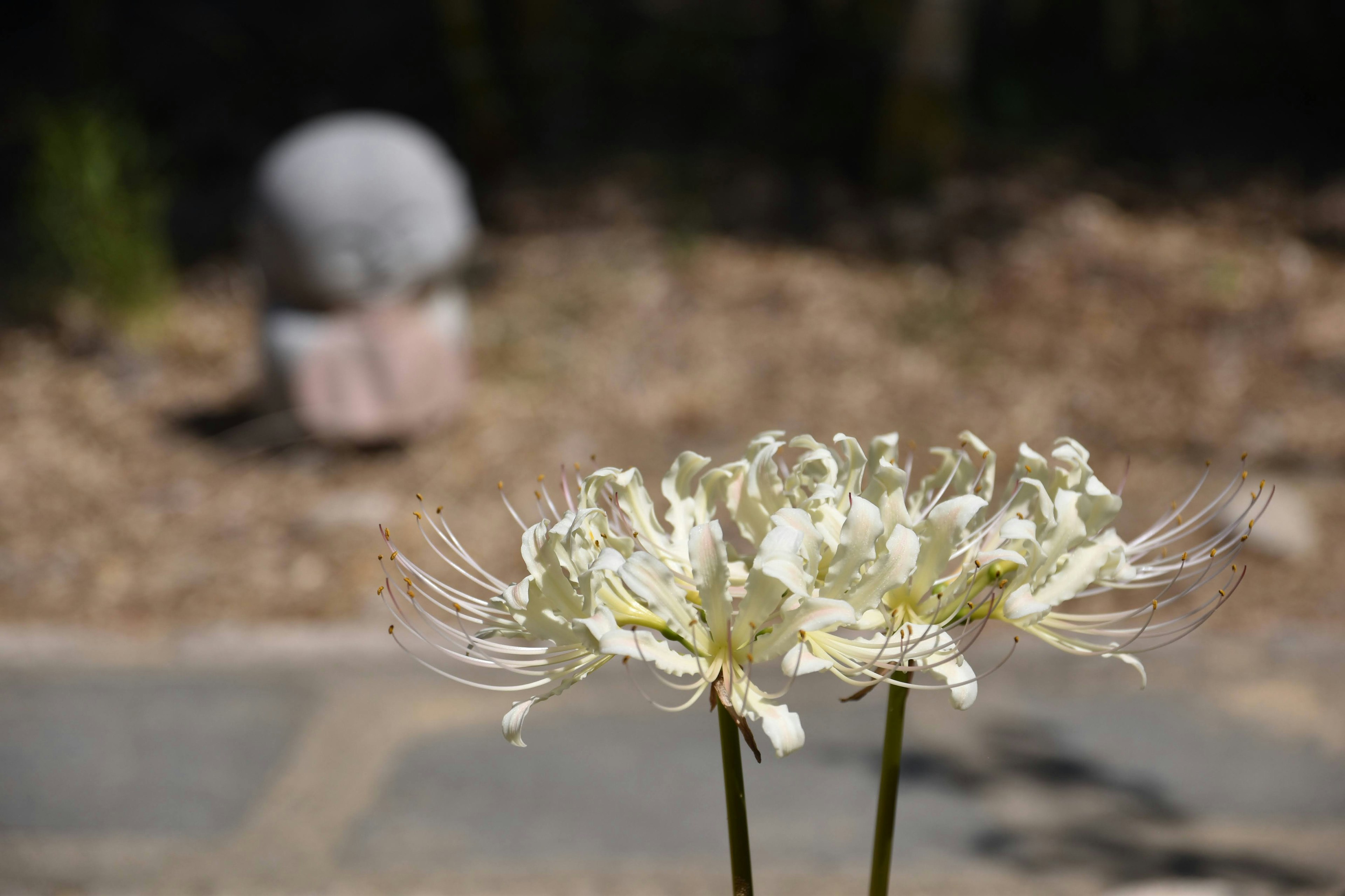 白い花と背景のぼんやりしたオブジェクト