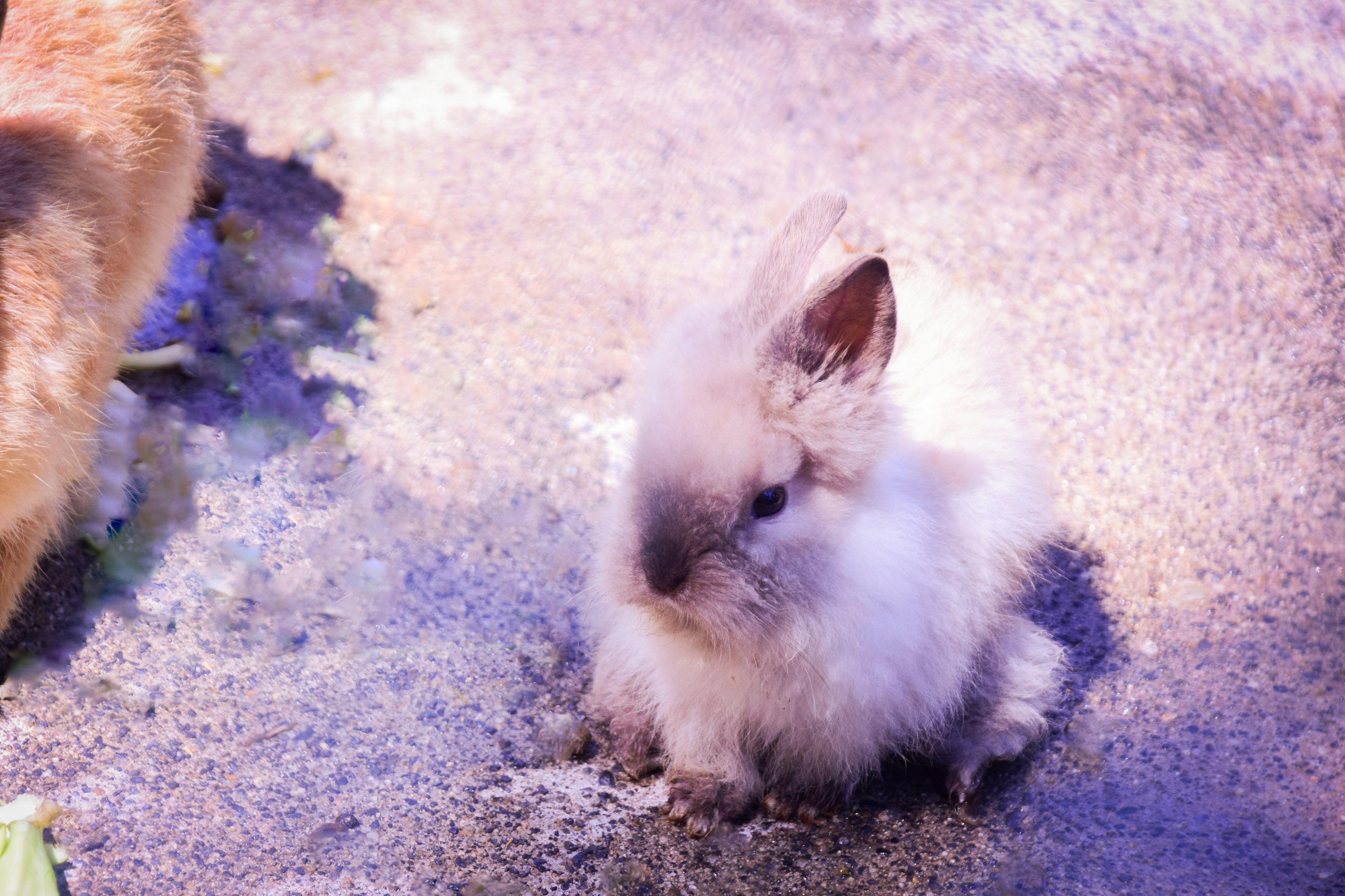 Ein kleines flauschiges Kaninchen sitzt auf dem Boden