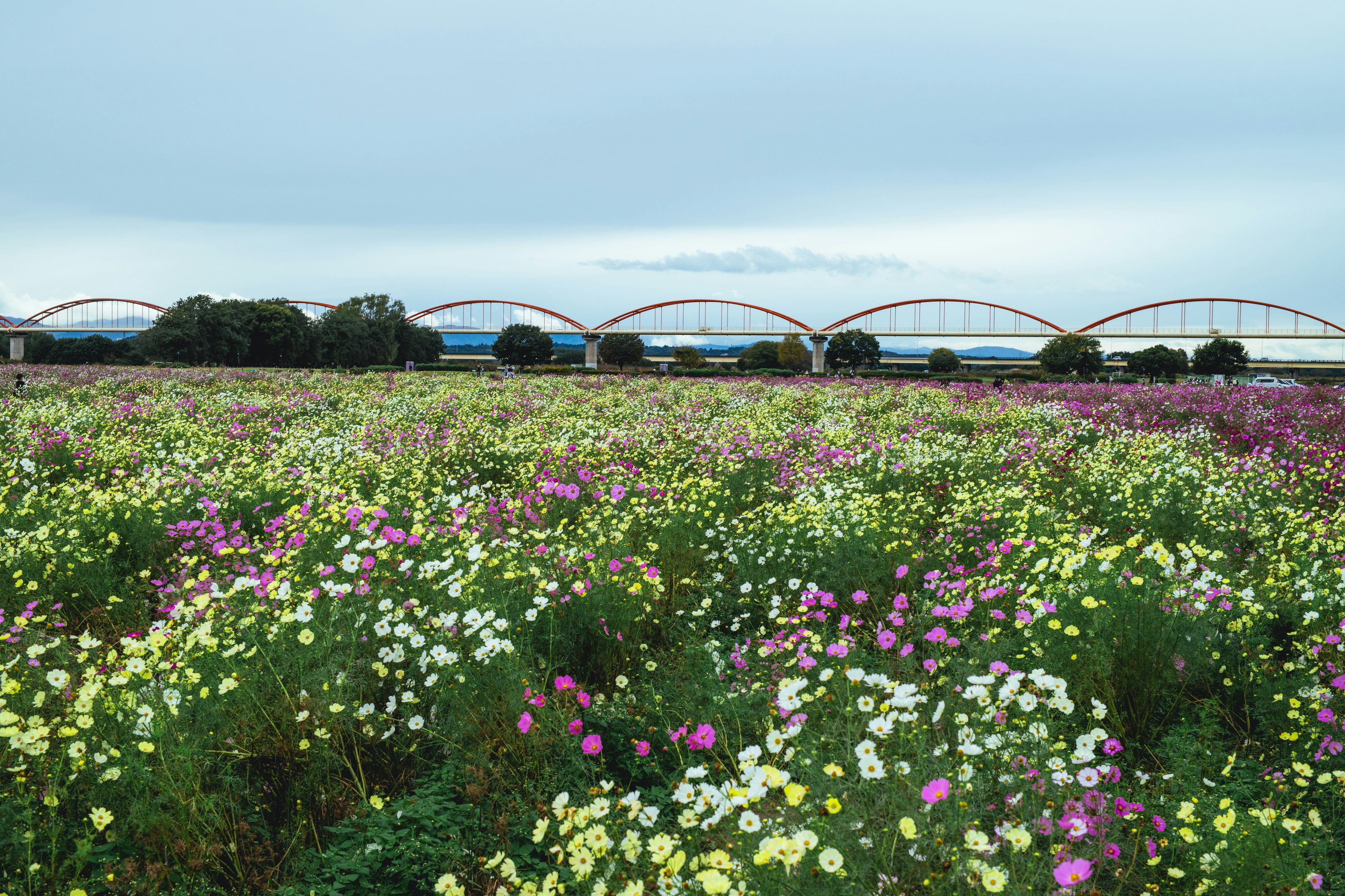 色とりどりの花が咲き誇る広大な野原とその背後にアーチ型の橋が見える風景