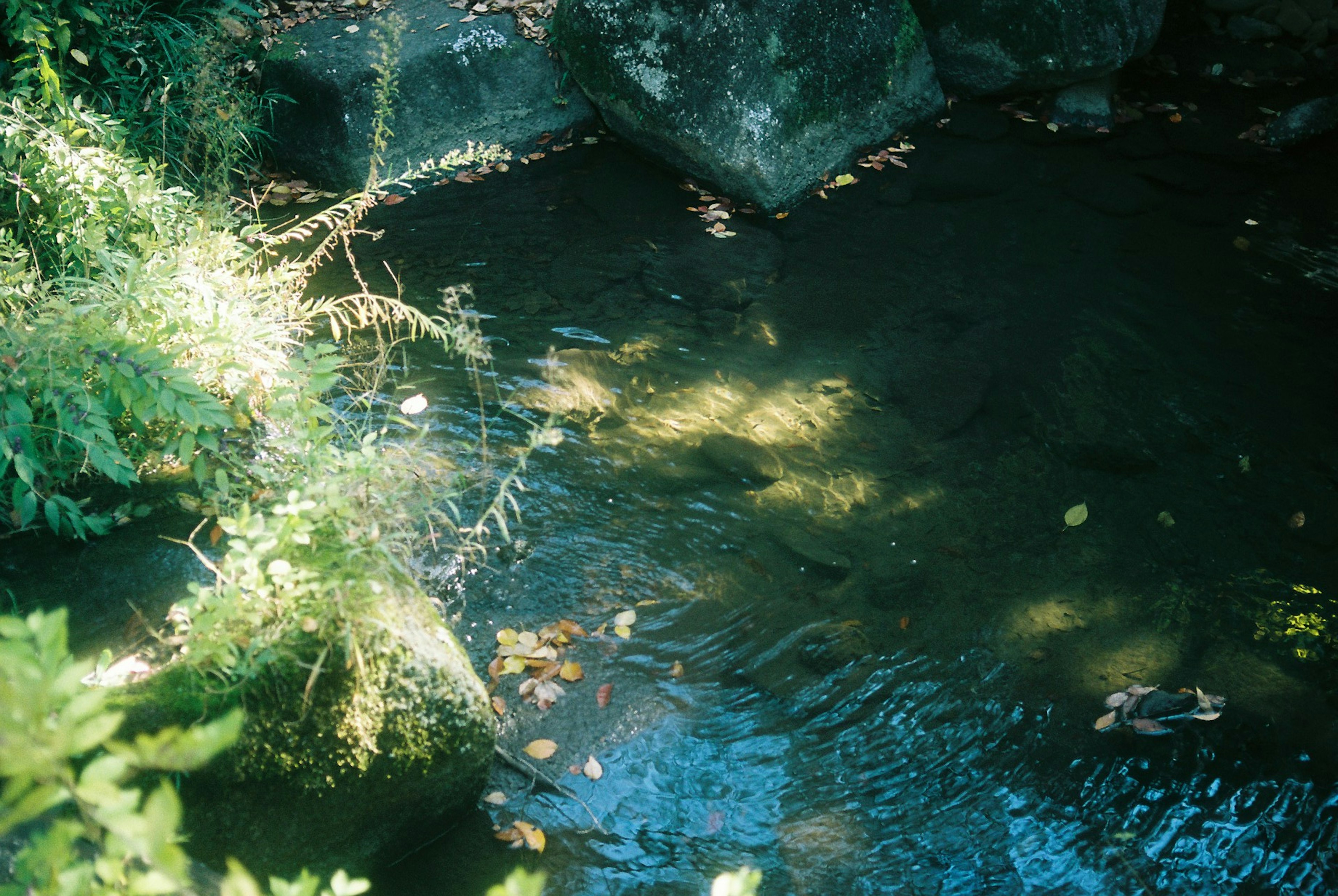 Ruhige Wasseroberfläche umgeben von grünen Pflanzen und Steinen