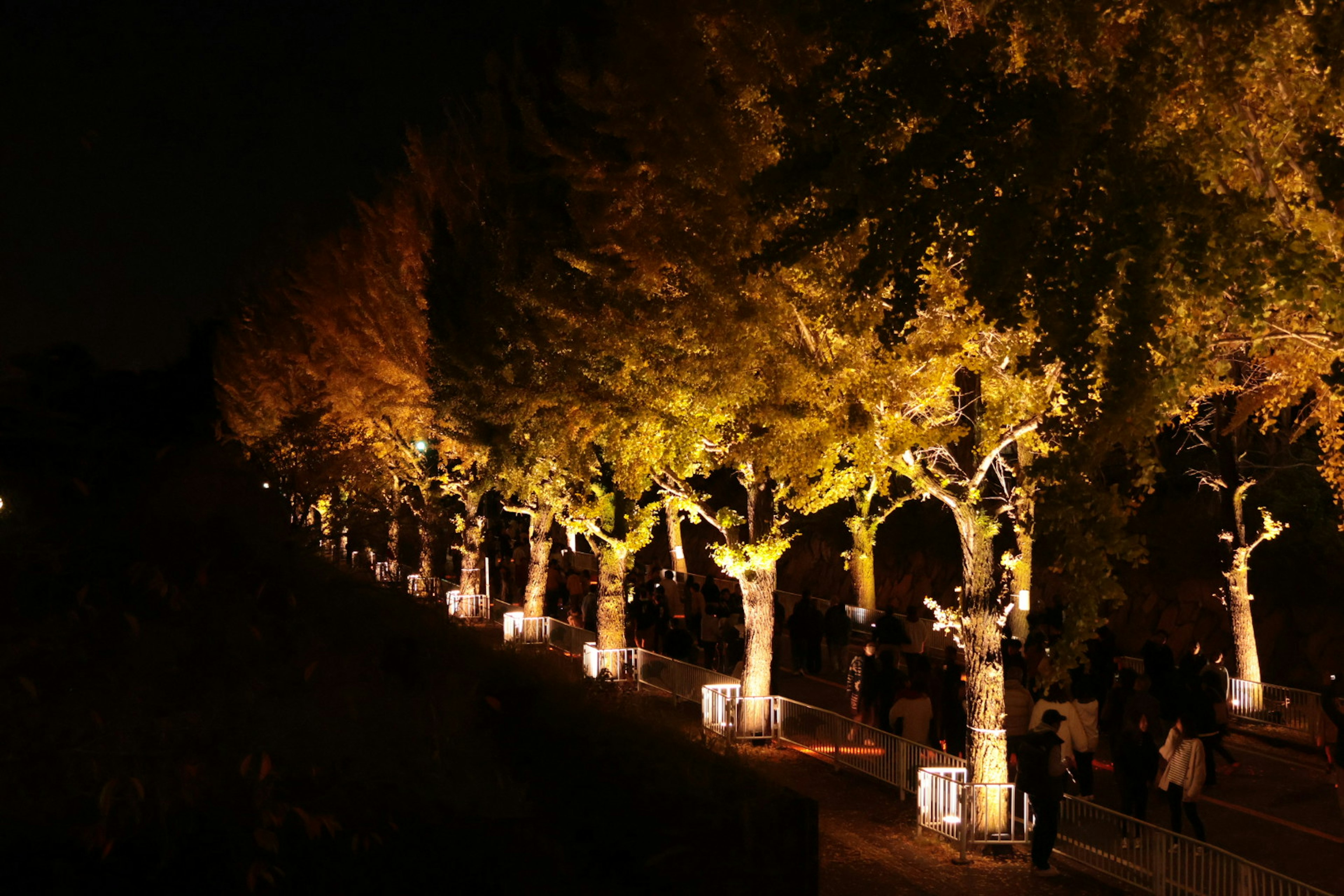 Illuminated trees lining a pathway at night