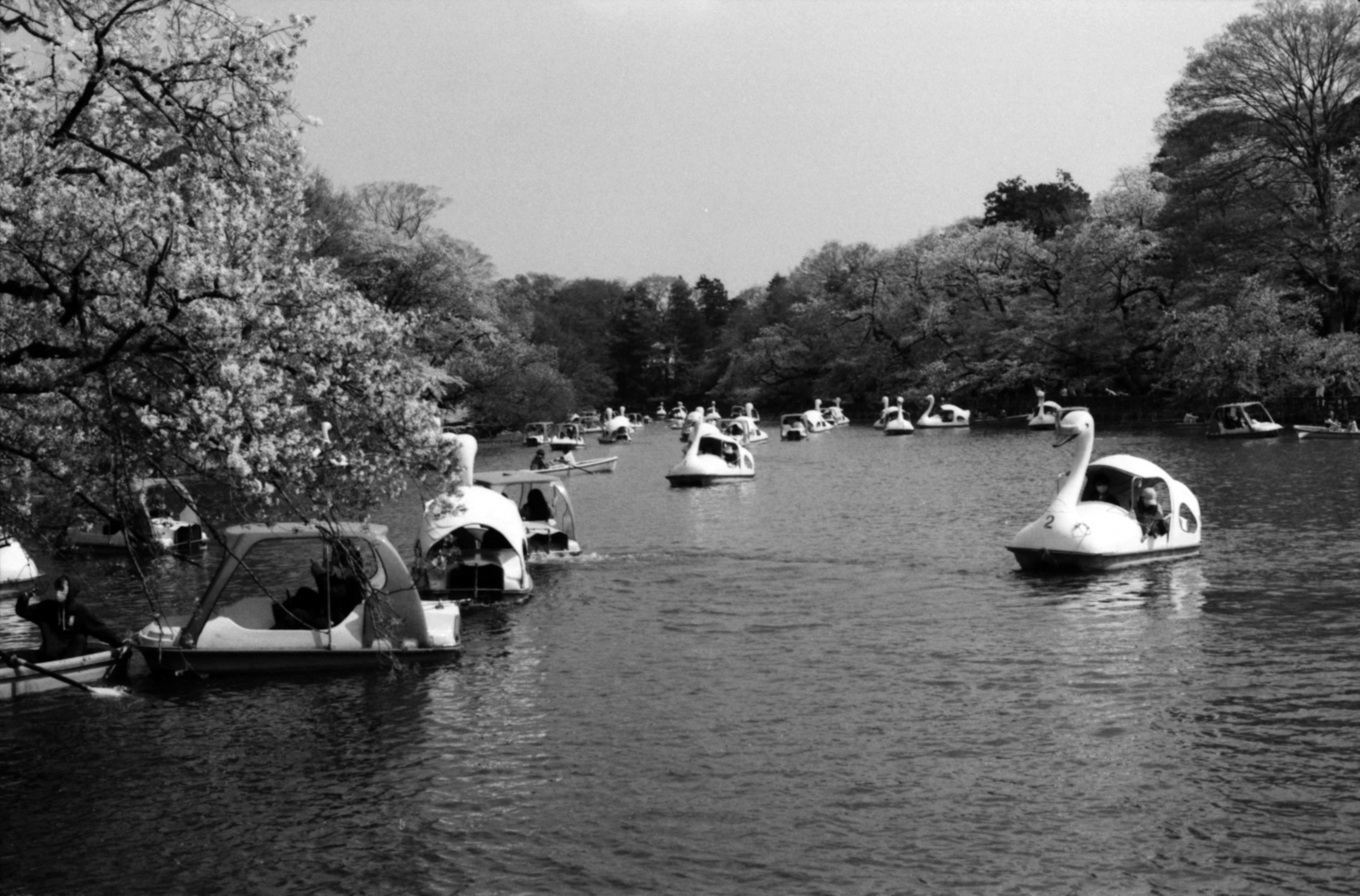 Scène de bateaux en forme de cygne flottant sur un lac de parc