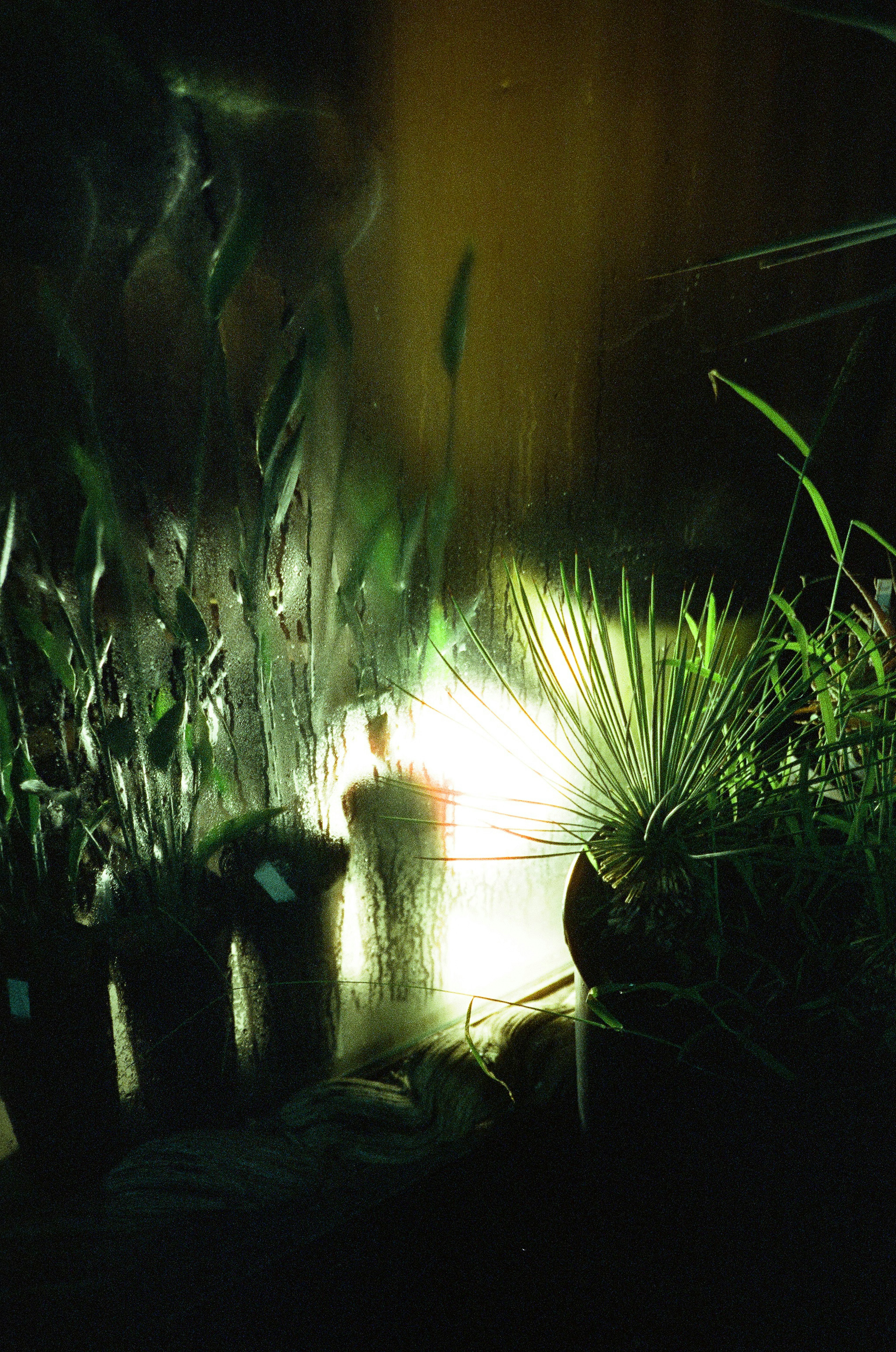 Lumière brillante et silhouettes de plantes dans un environnement sombre