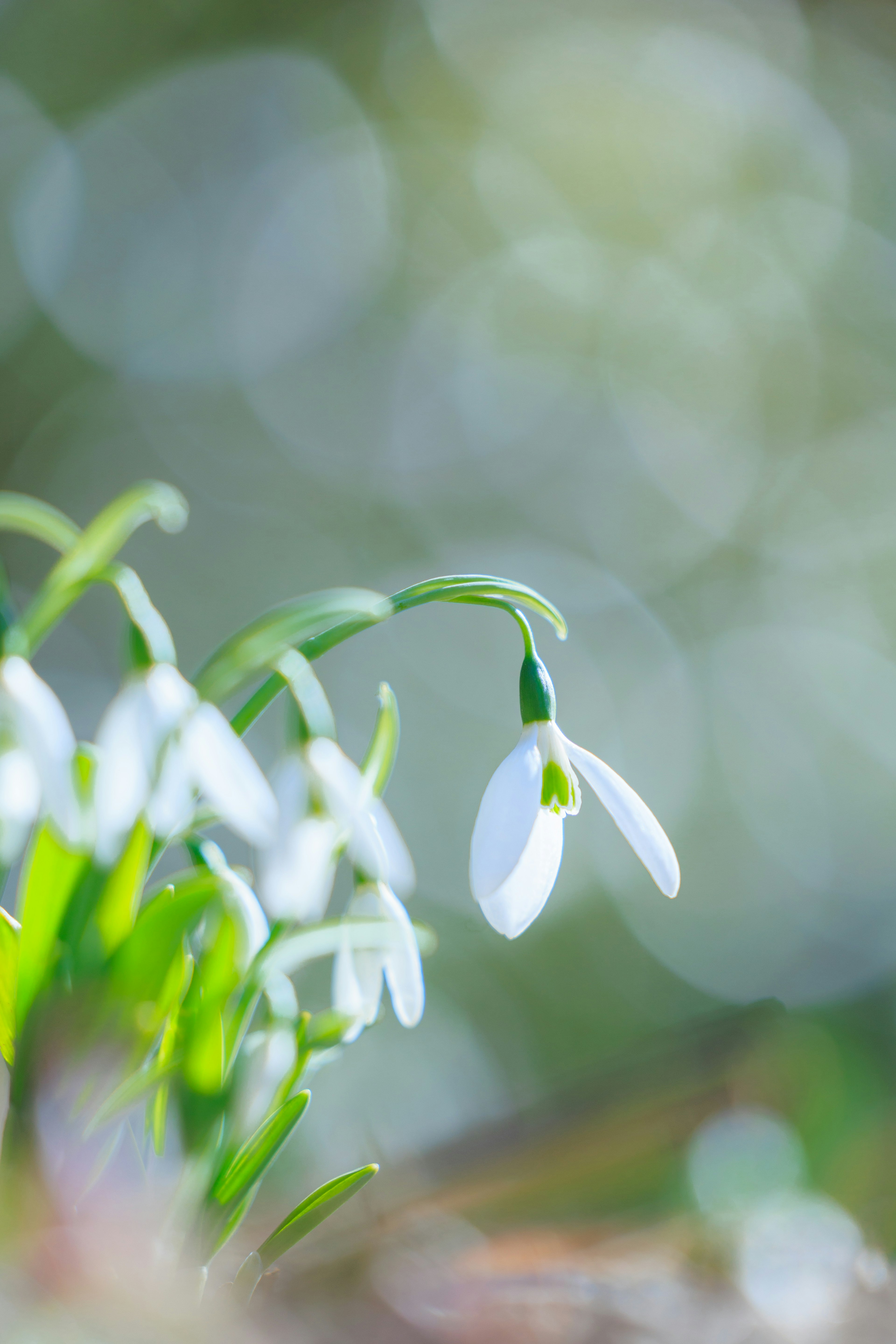 雪の花が咲いている様子 緑の茎と白い花弁が特徴