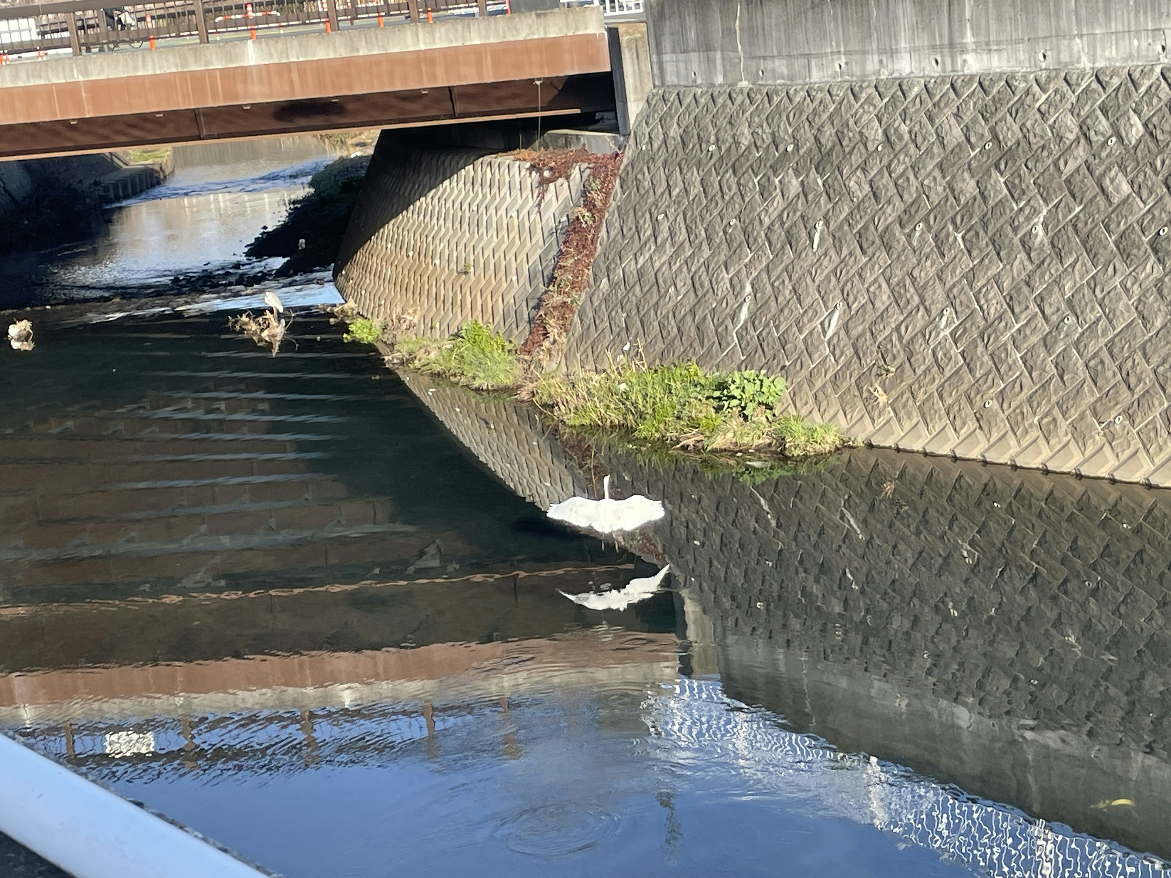 水面に映る白鳥と橋の風景